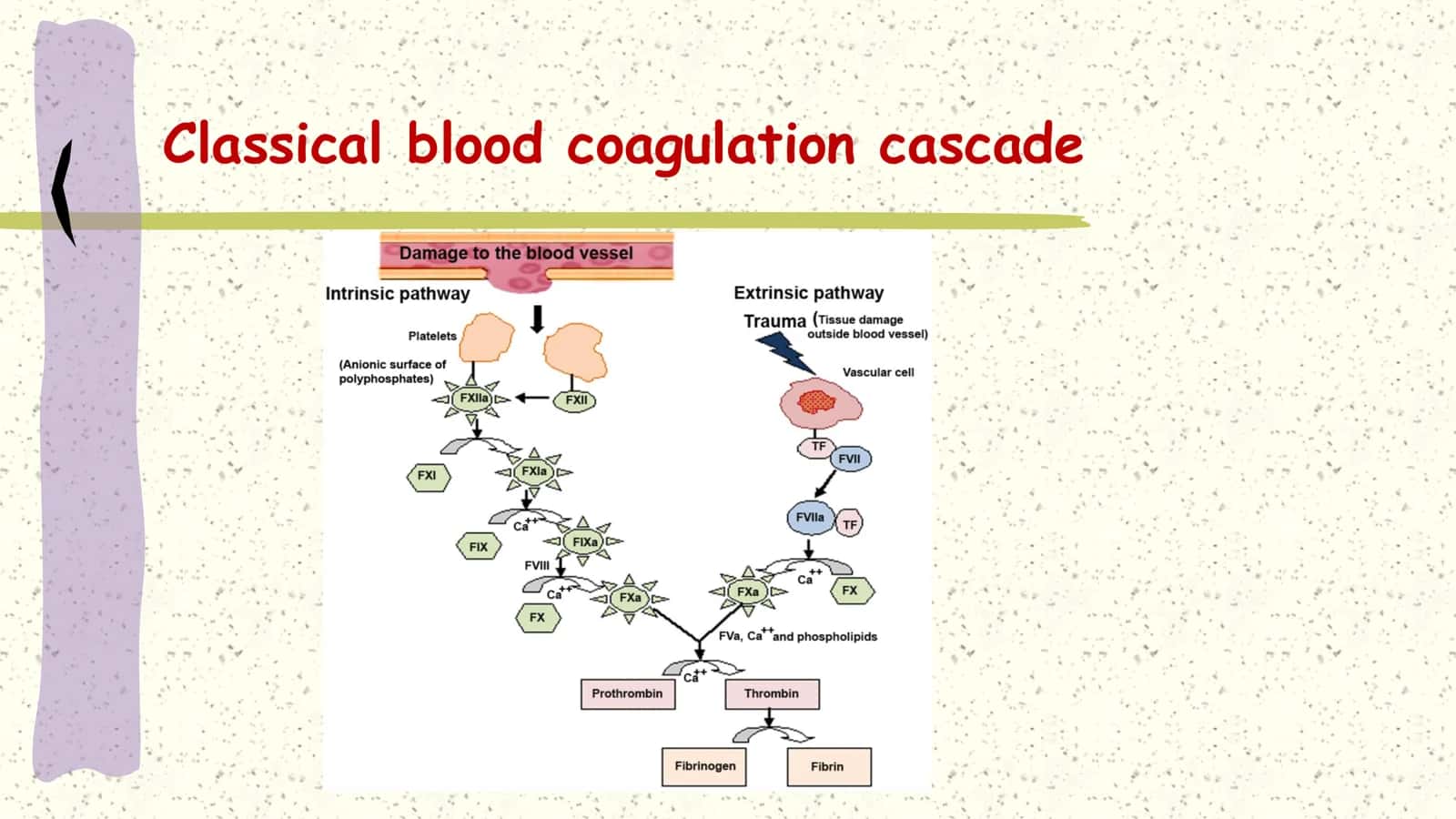 Fibrinolytic system 2
