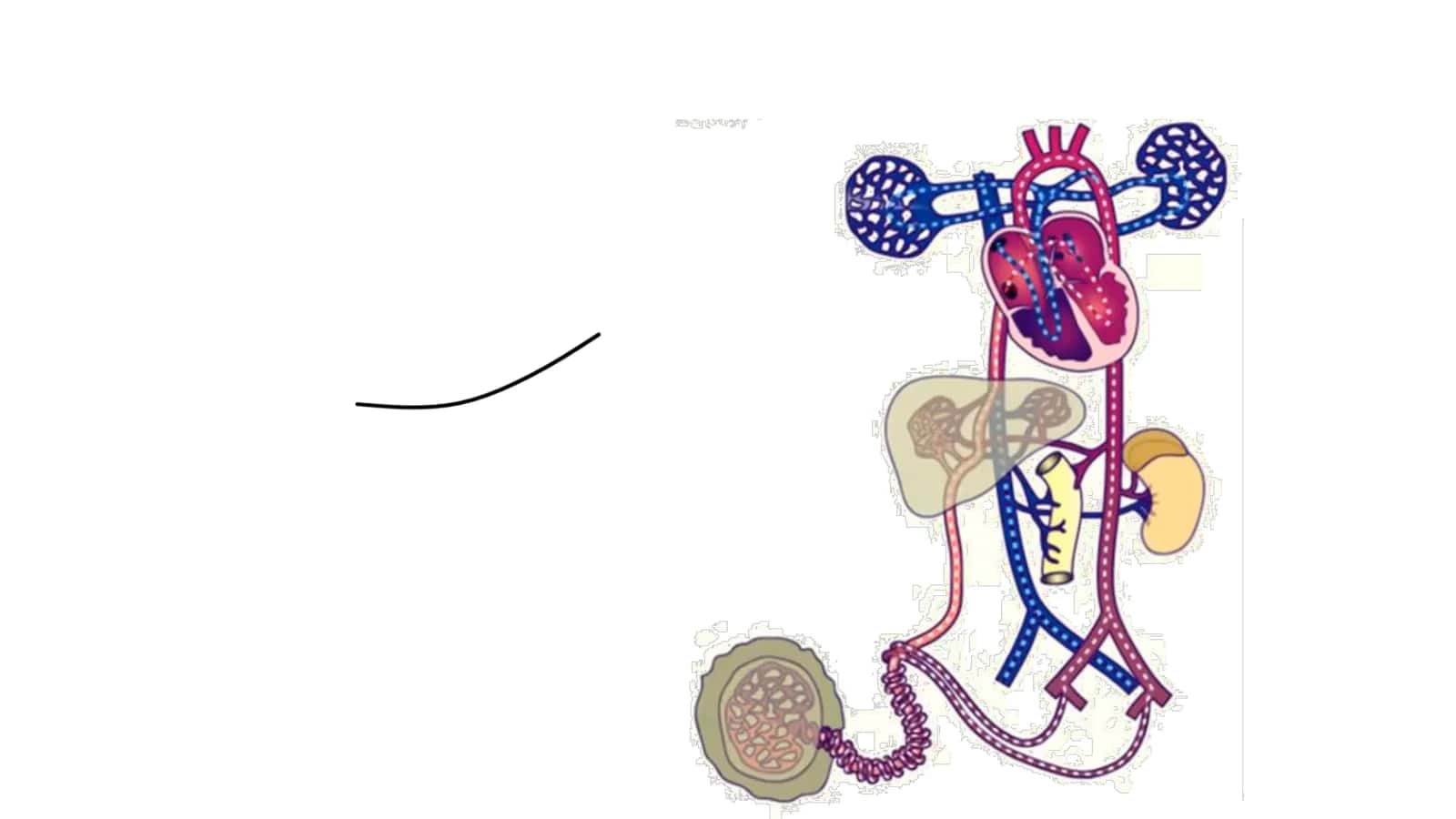 Angiologiya Final 2