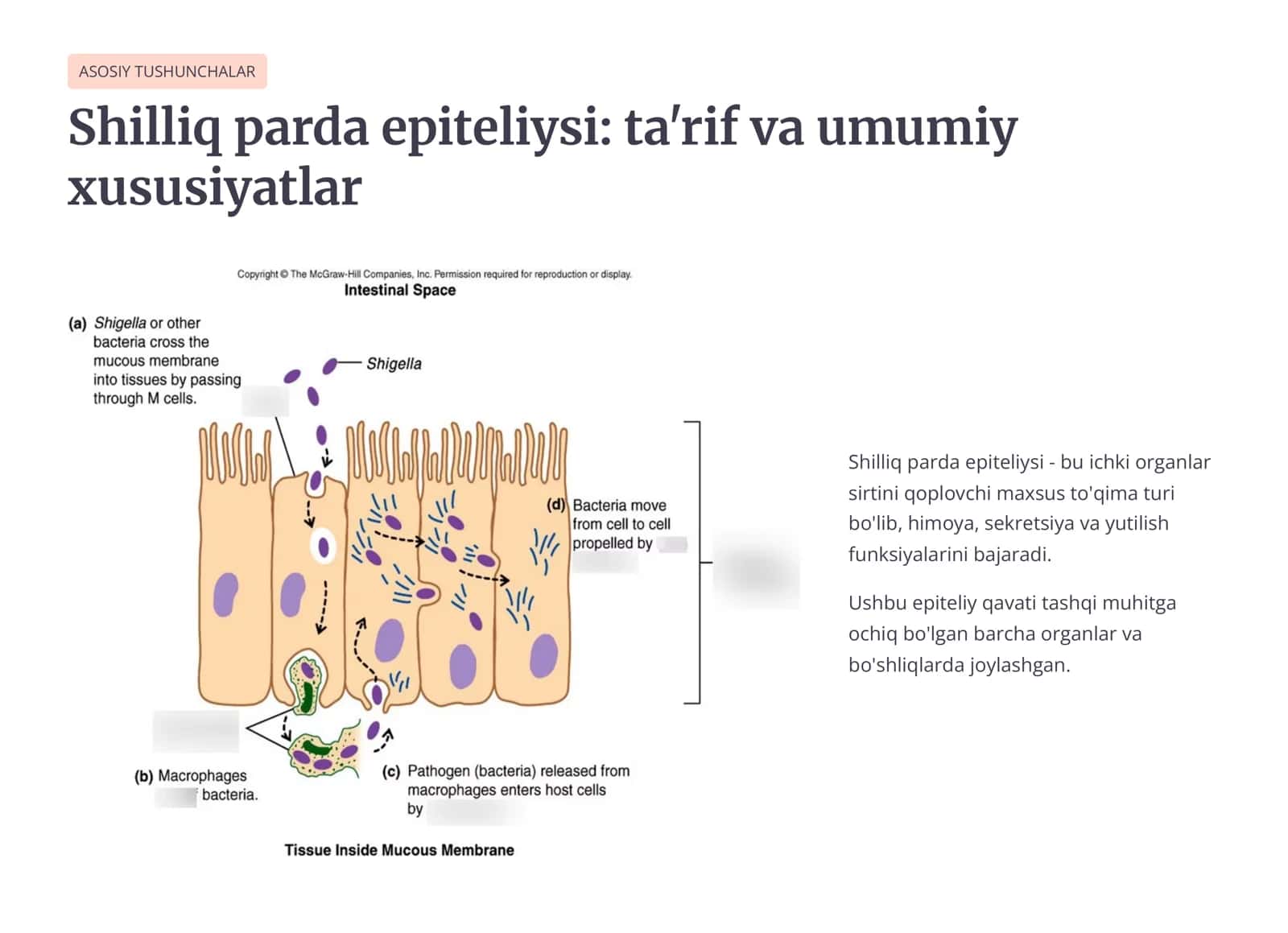 A'zolar shilliq pardalari tarkibidagi epitеliyning o’ziga xosligi. Bеzlar. Sеkrеtor jarayonning gistofiziologiyasi. Sеkrеtsiya tiplari. 2