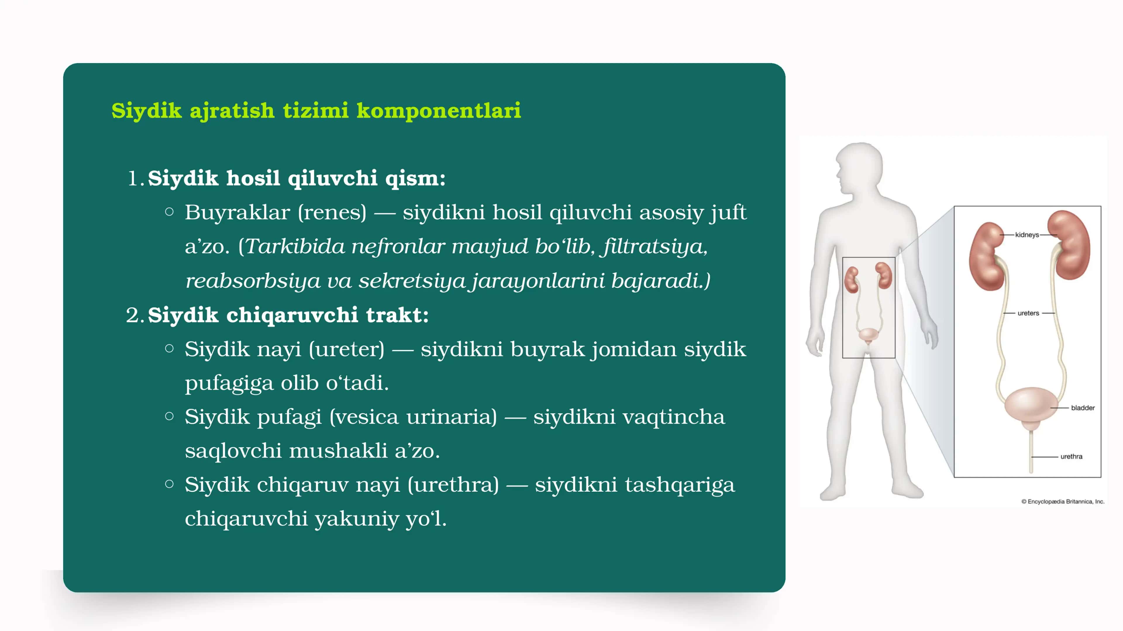Siydik ajratish tizimi 2