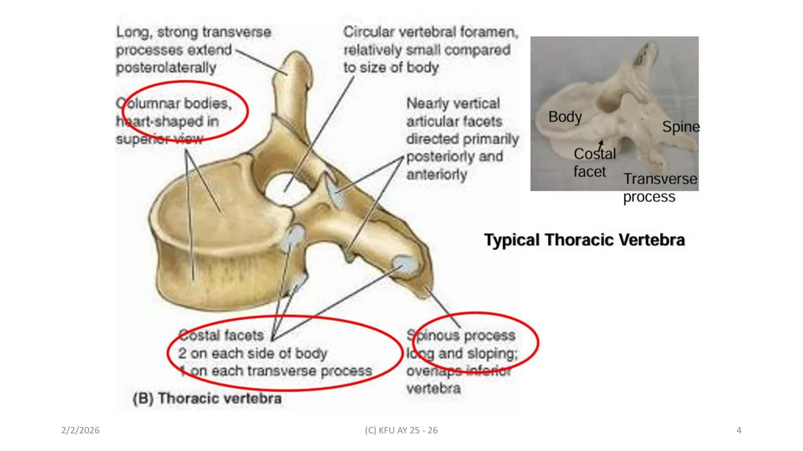 THORACIC MUSCLES 2
