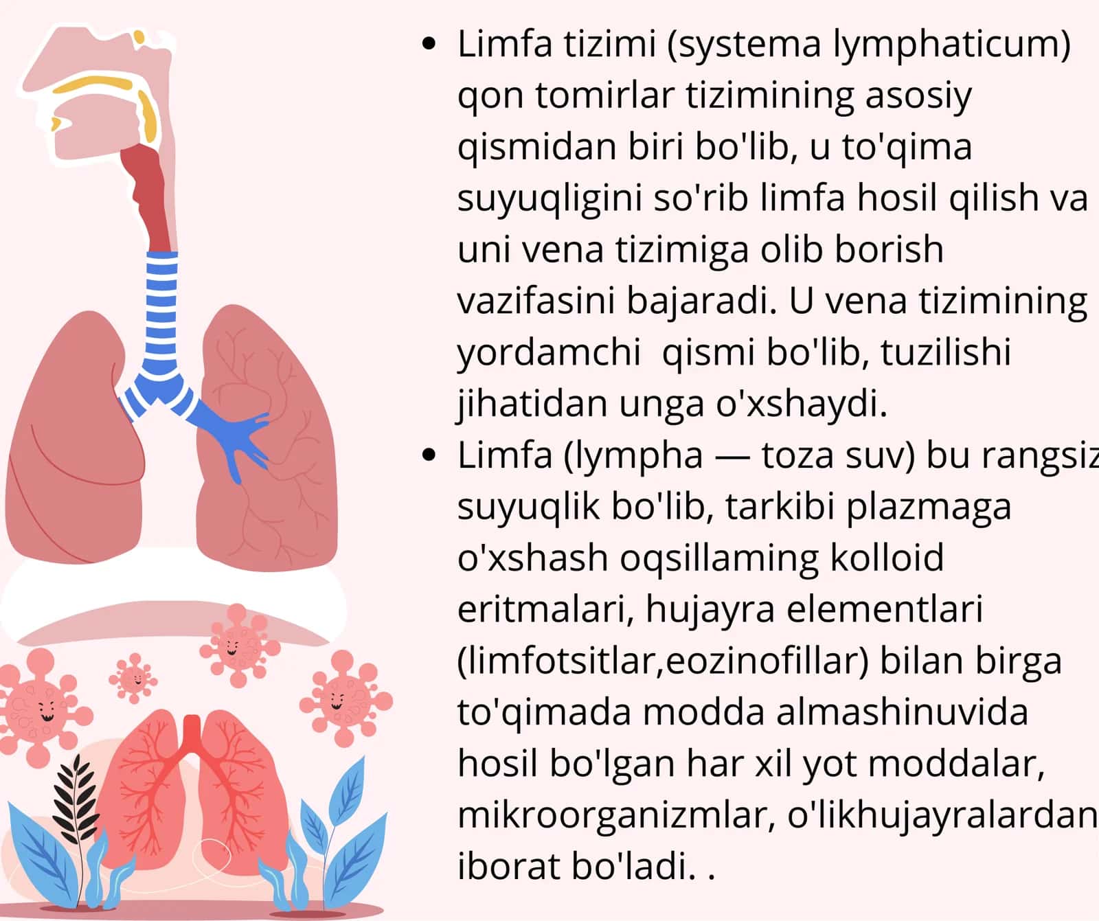 Limfa tizimi 2
