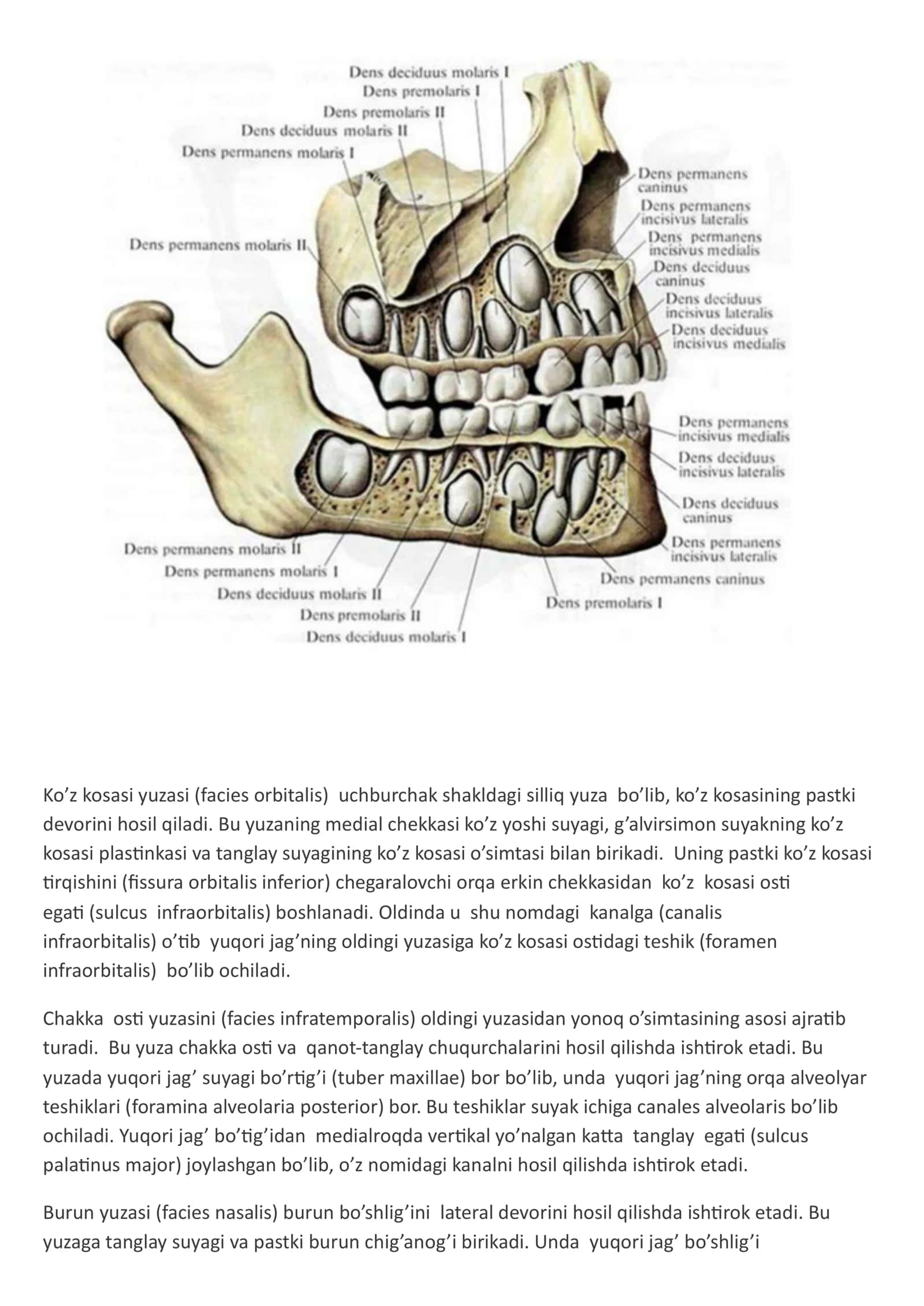 protez bilan bogʻliq tish protezining Anatomik va Fiziologik xususiyatlari 2