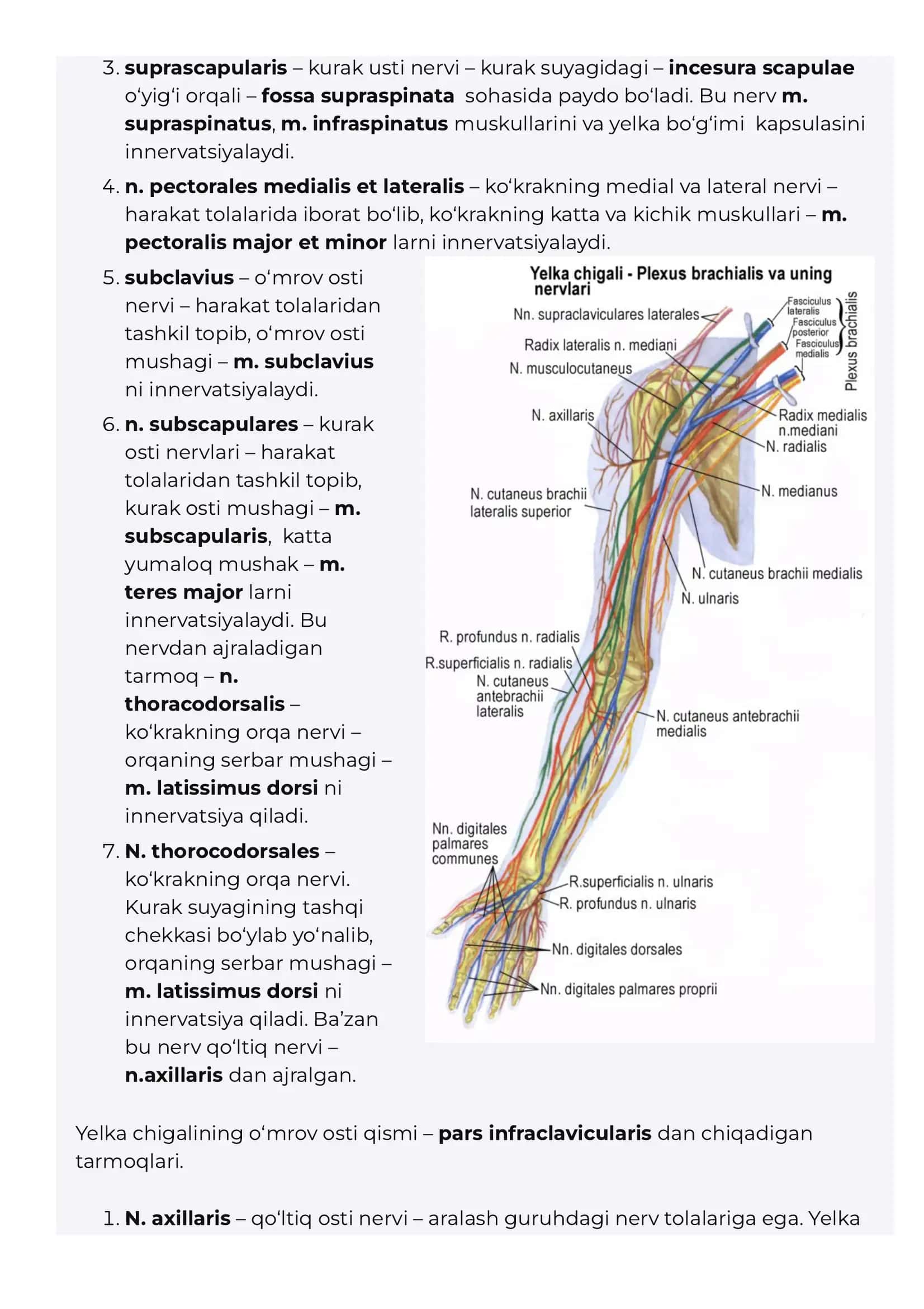 Yelka chigali– plexus brachialis. 2