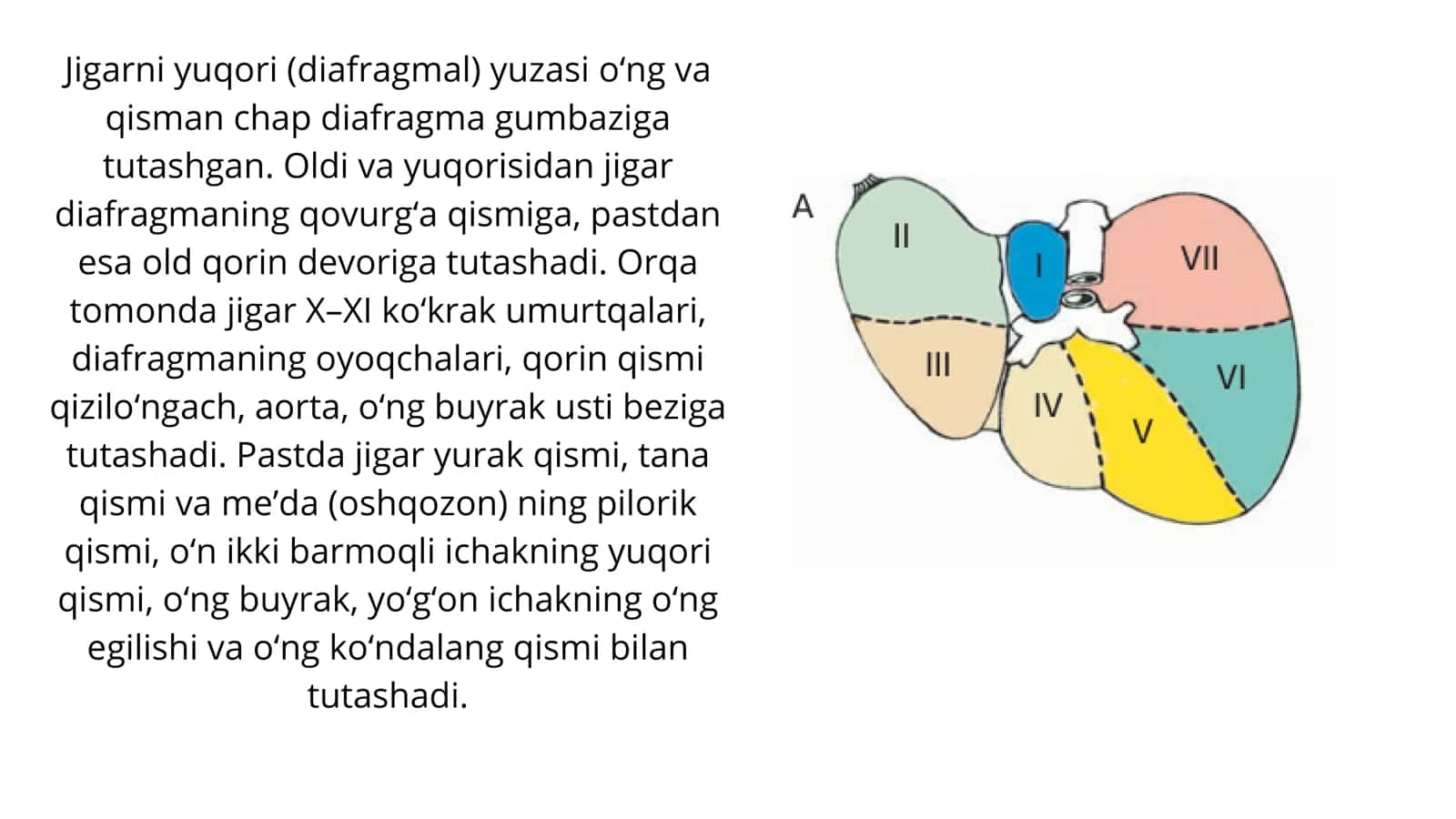 Jigar anatomiyasi 2