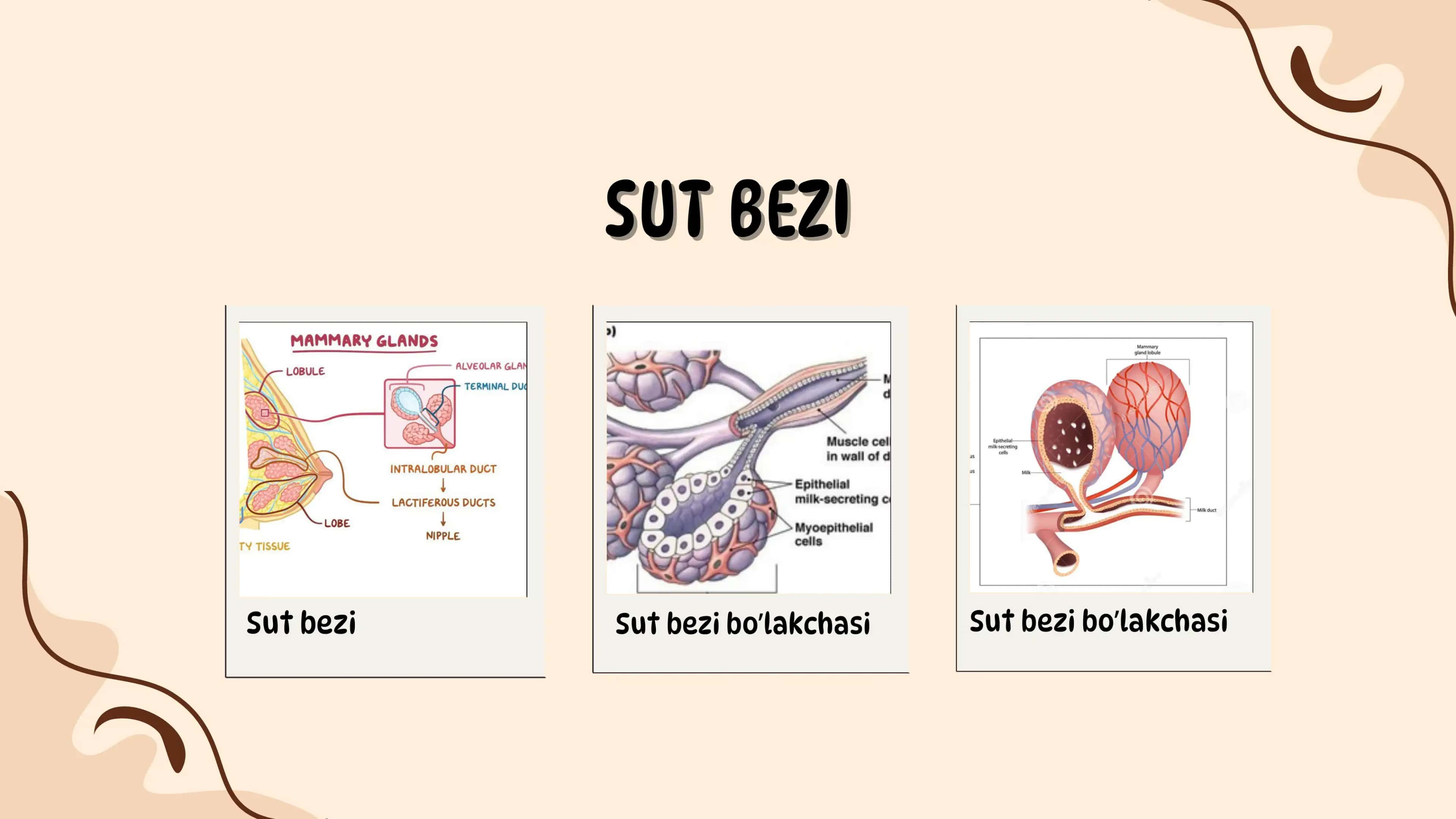 SUT BEZLARI GISTOGENEZI VA GIPOFIZIOLOGIYASI 2