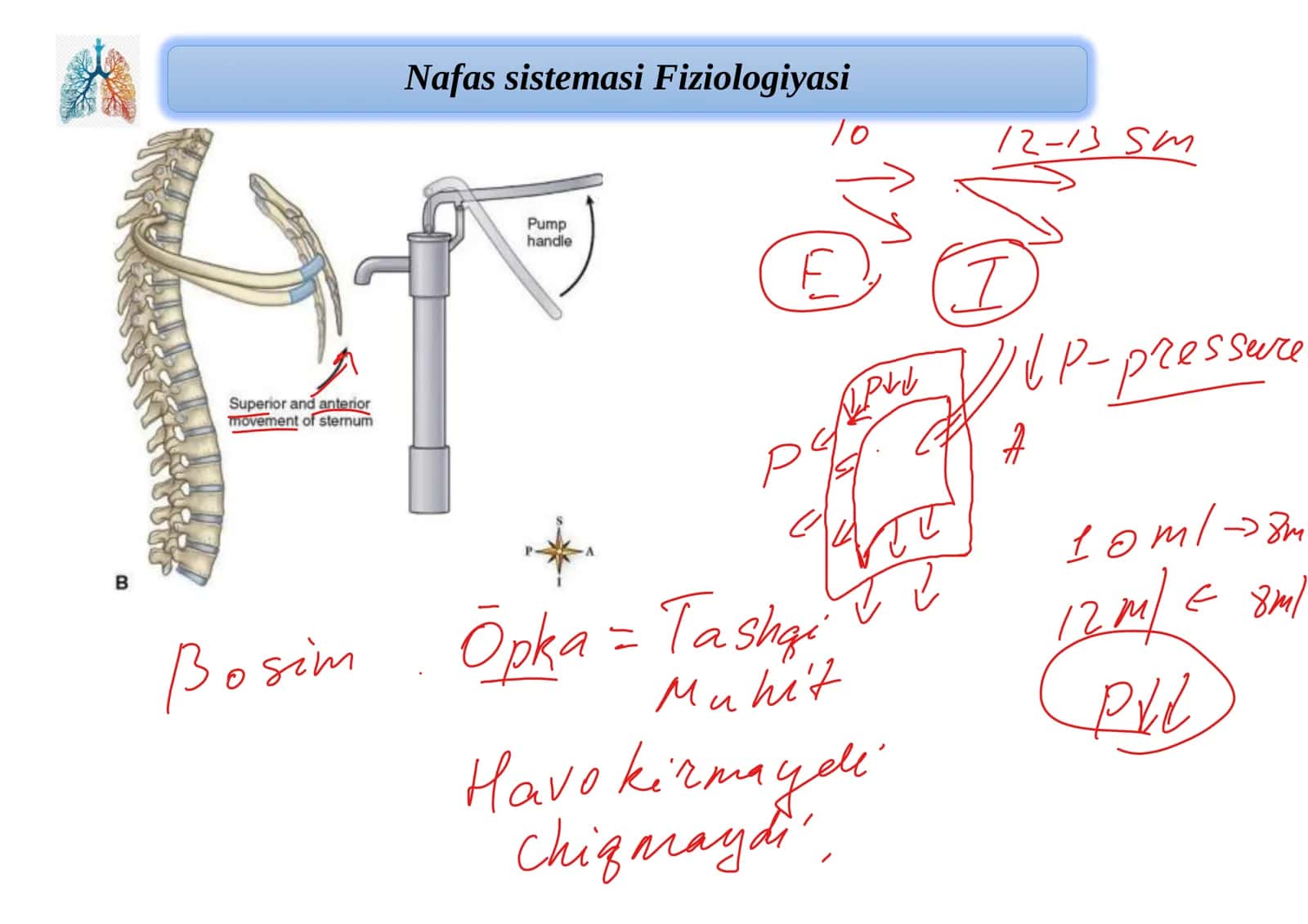 Nafas sistemasi Fiziologiyasi 2
