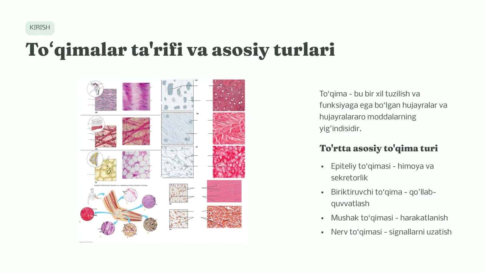 To'qimalar  haqida  ta'limot. Epitеlеy to'qimasi. . Bеzlar 2
