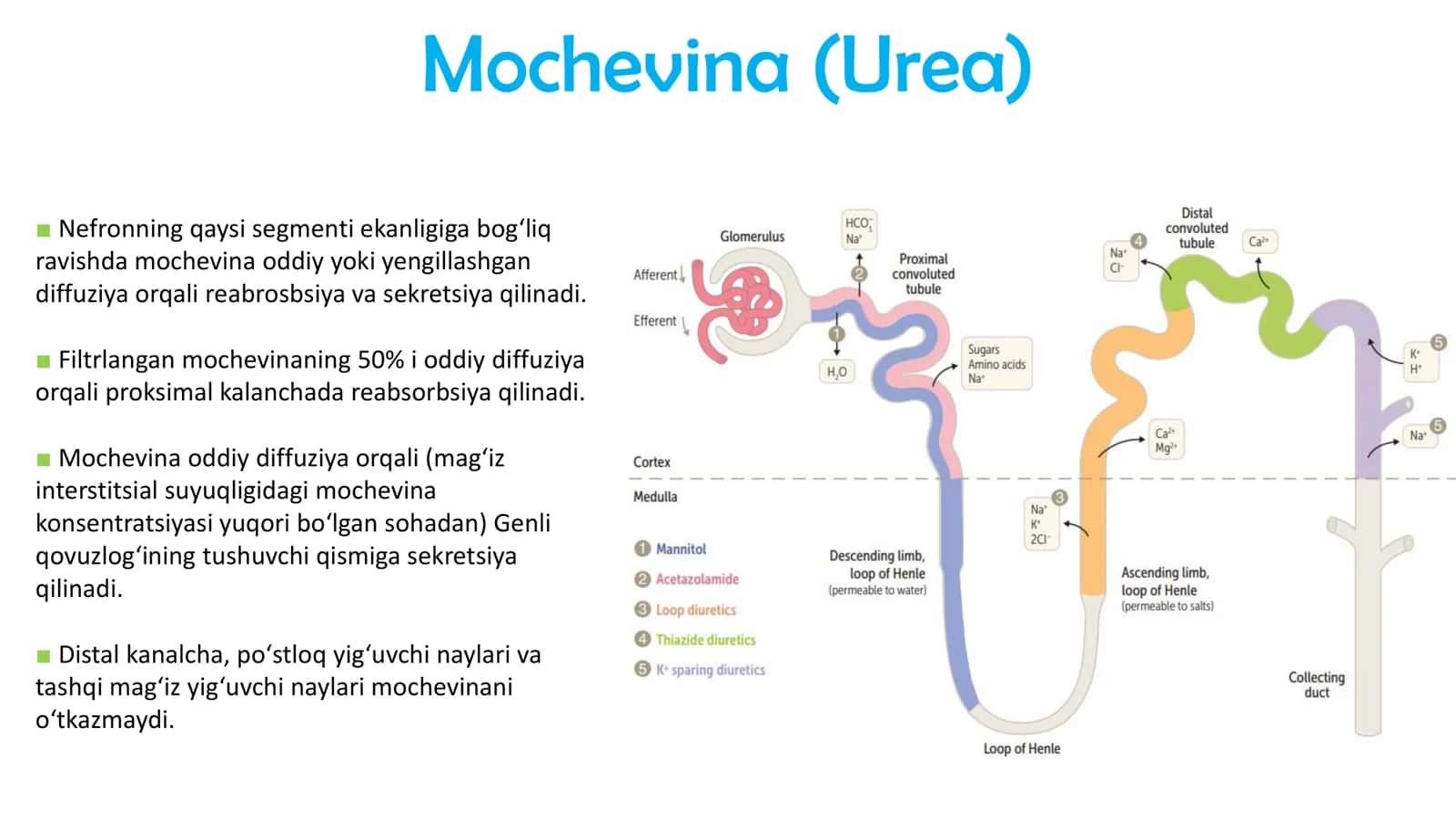 Mochevina (Urea) 2