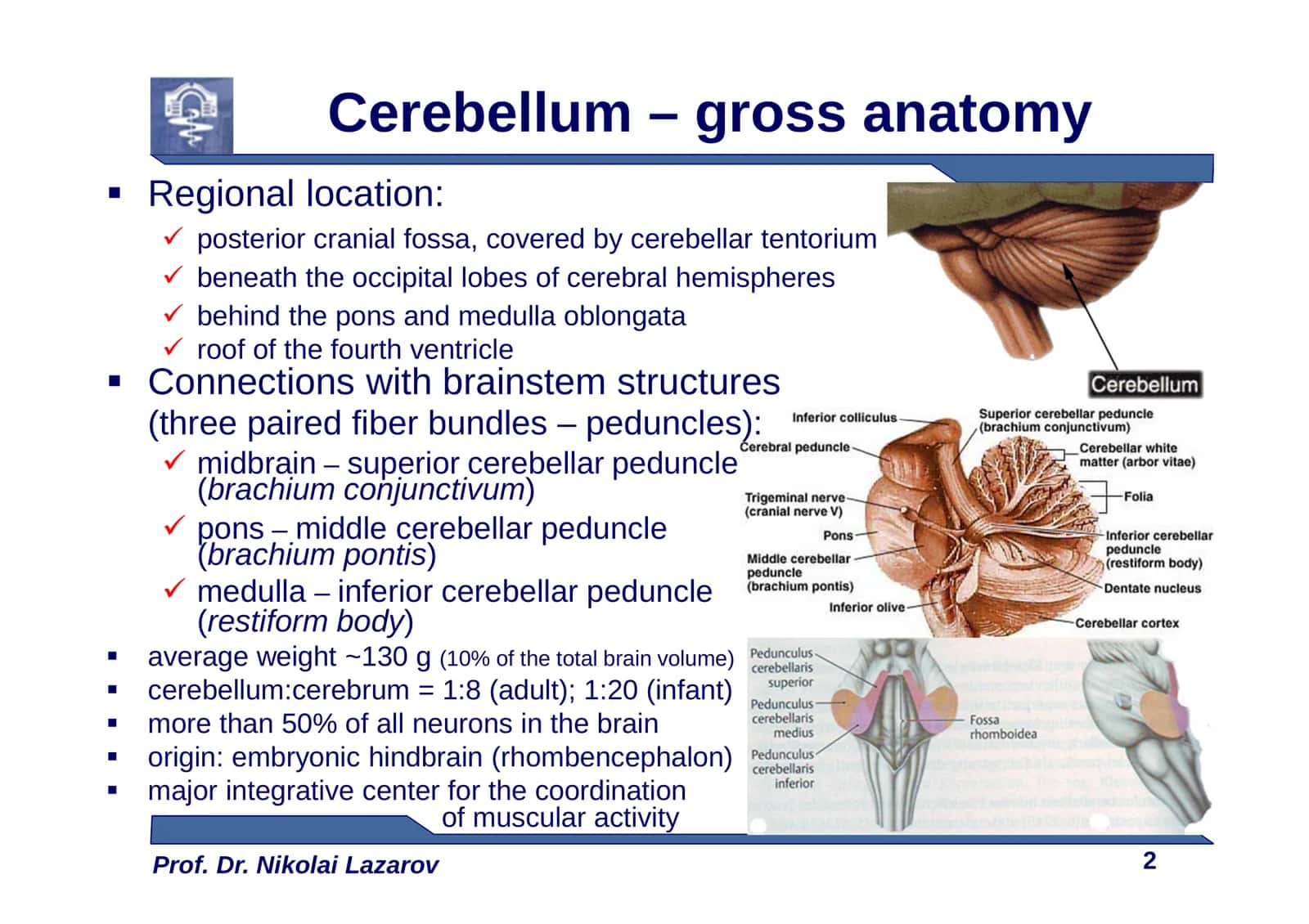 Cerebellum 2