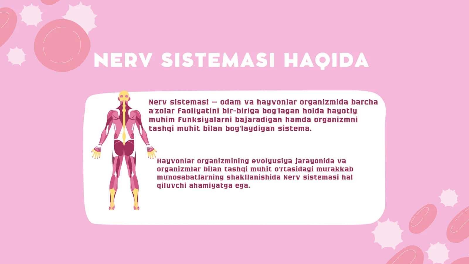 Nerv sistemasi 2