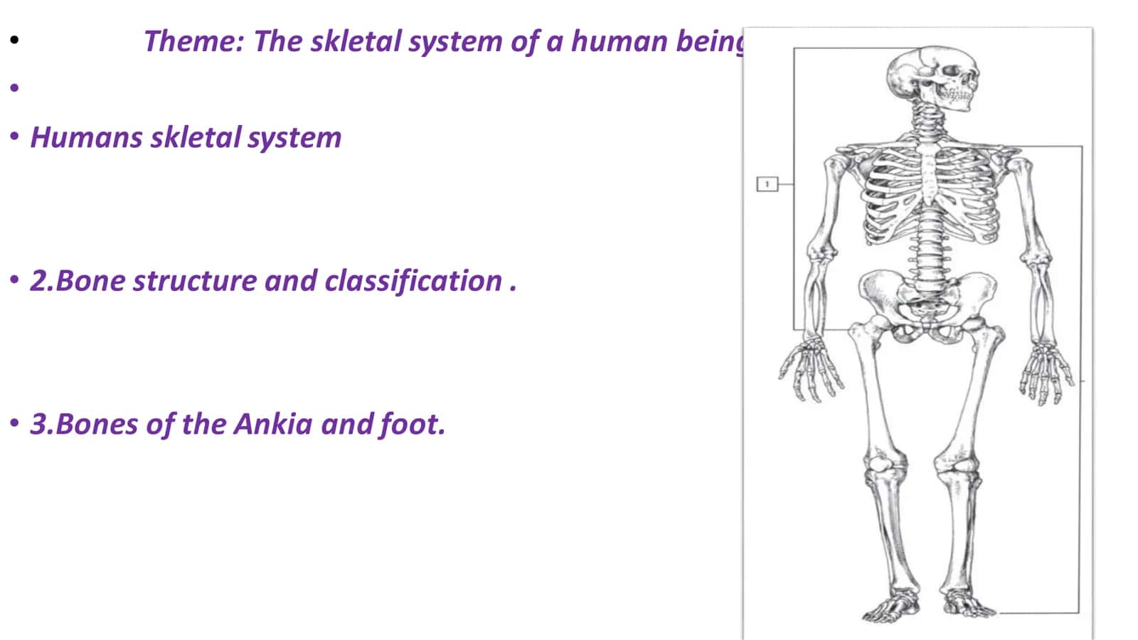 The skletal system of a human being 2
