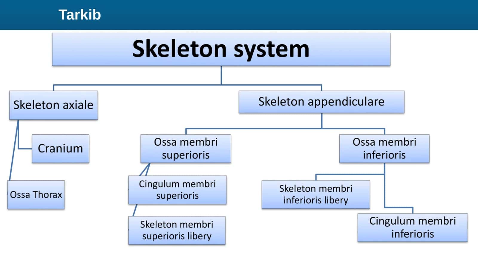 ANATOMIYA Osteologiya Dars 4 Tarkib 2