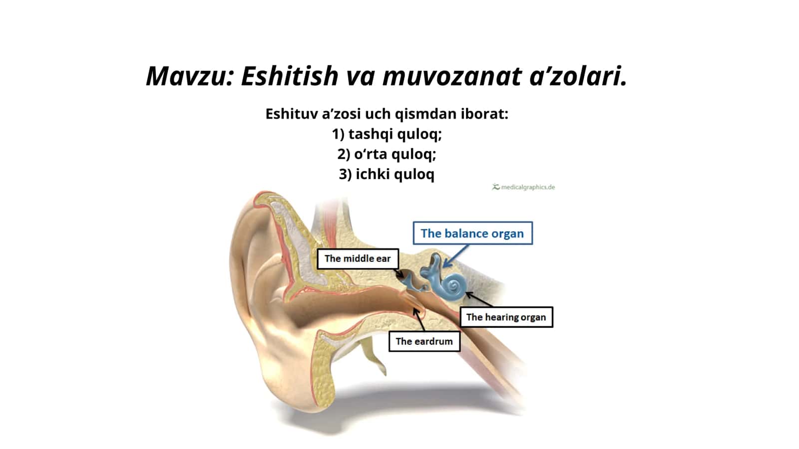 Eshitish va muvozanat a’zolari 2