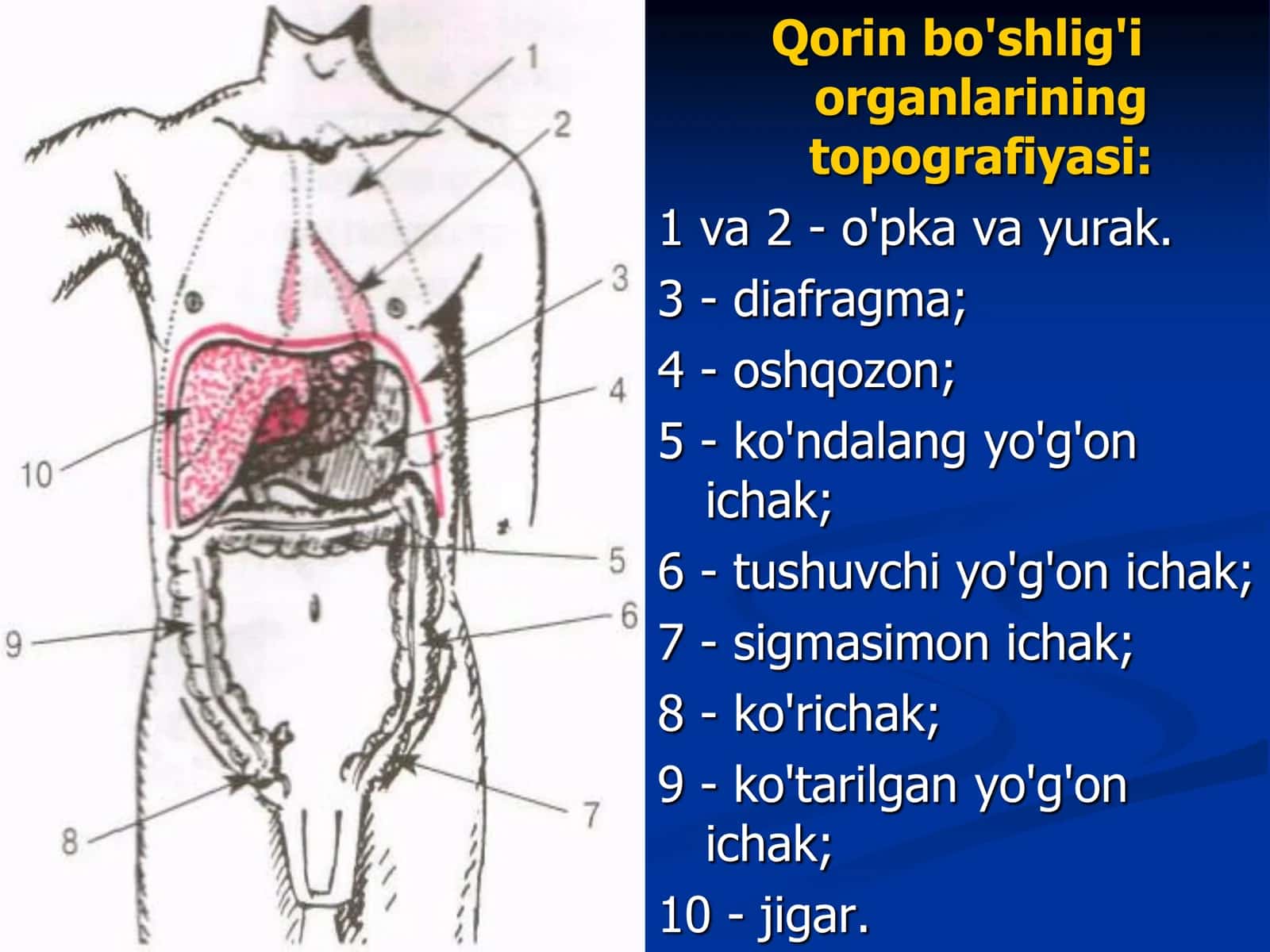 Ovqat hazm qilish a'zolarining kasalliklari 2