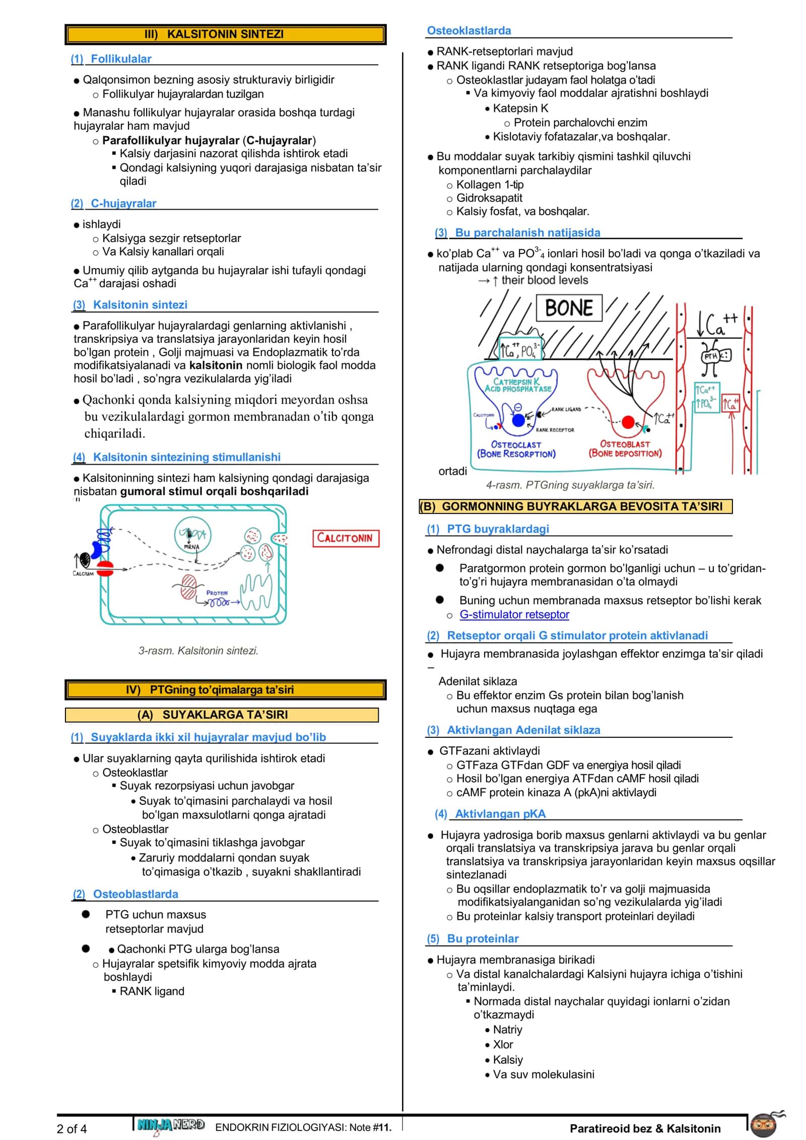 [11. PARATIREOID BEZ & KALSITONIN] 2