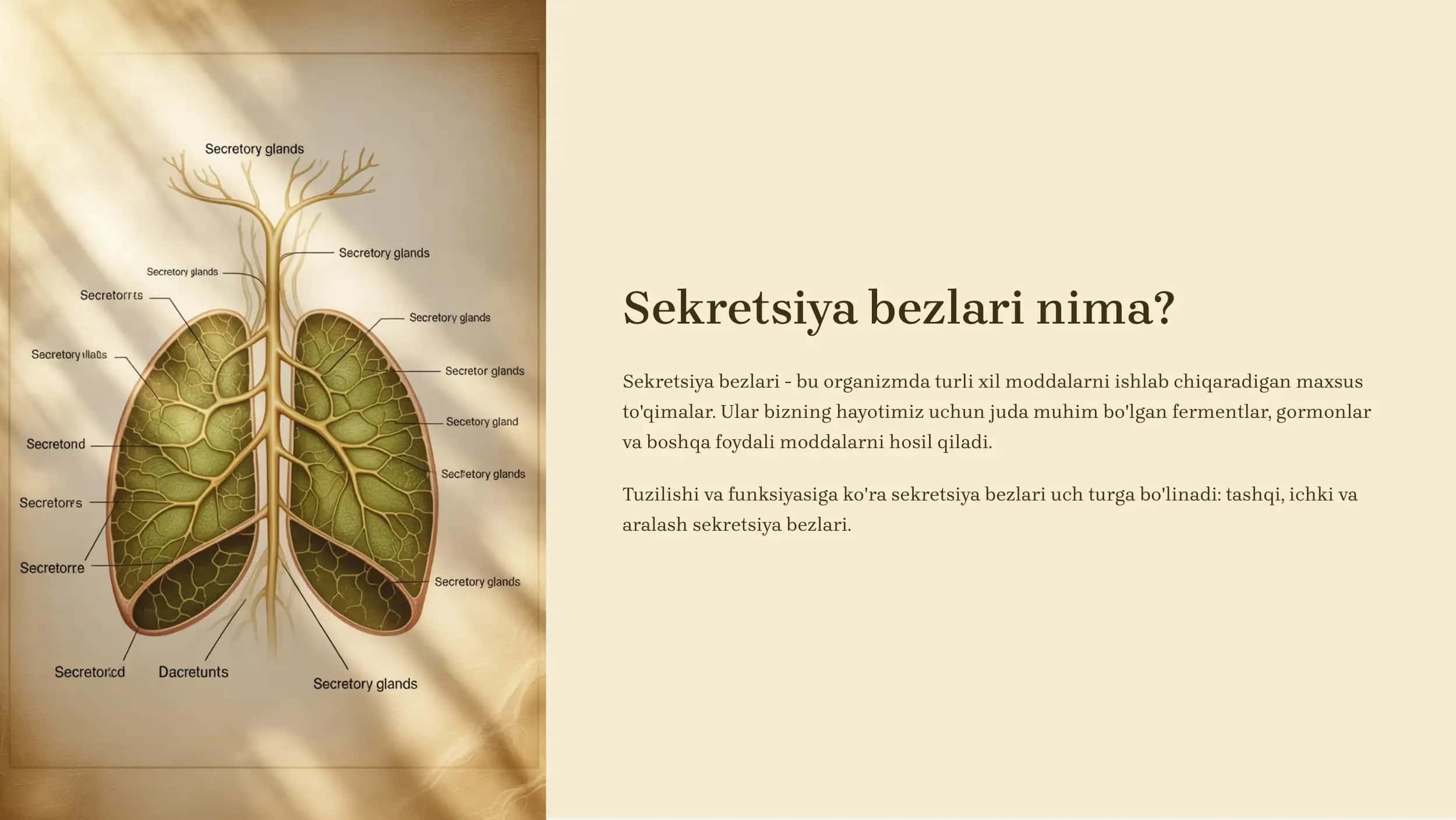 Sekretsiya bezlari va qalqonsimon bez 2