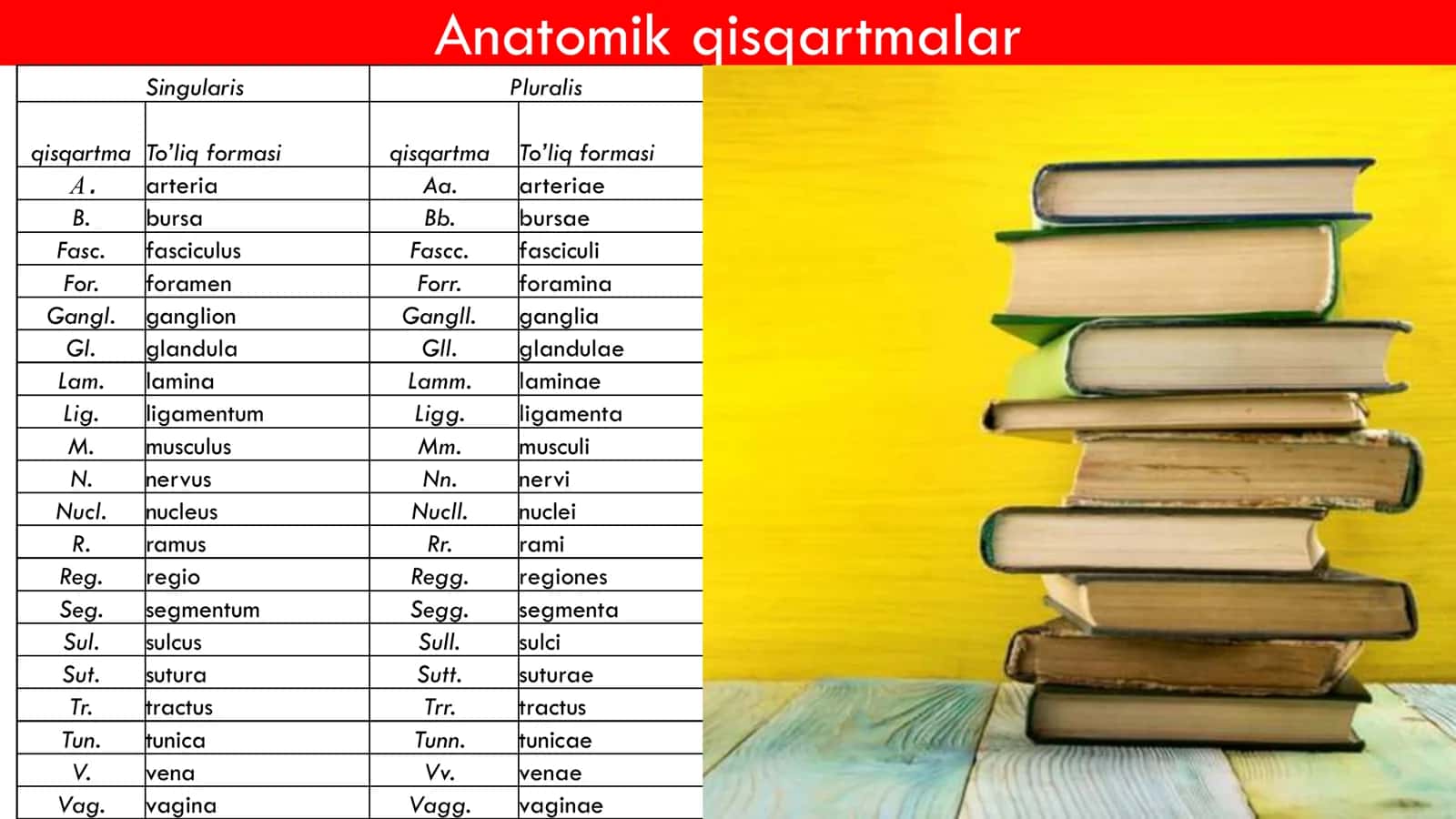 Yurak Anatomiyasi 2