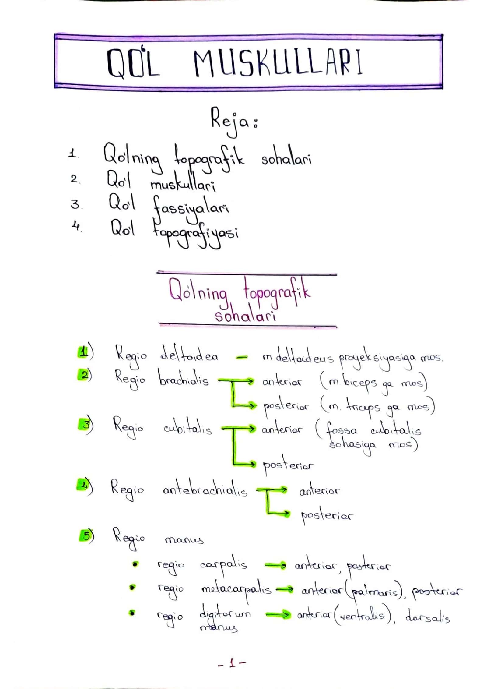 Qoʻl muskullari 2