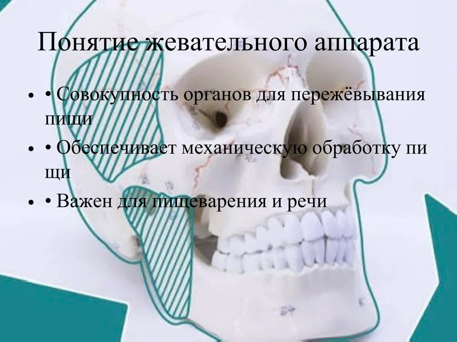 Жевательный аппарат 2