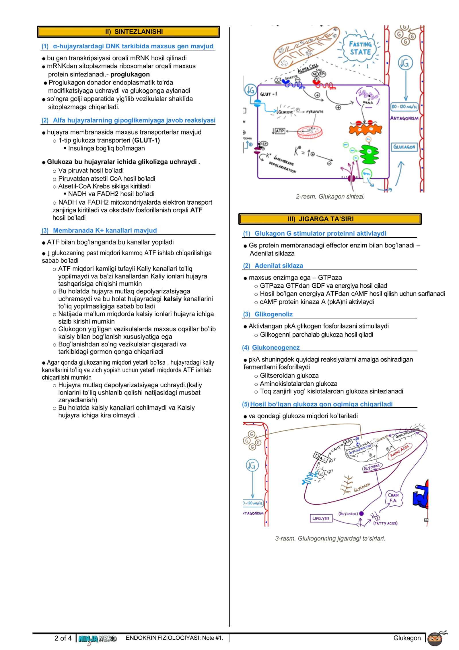 Glukagon 2