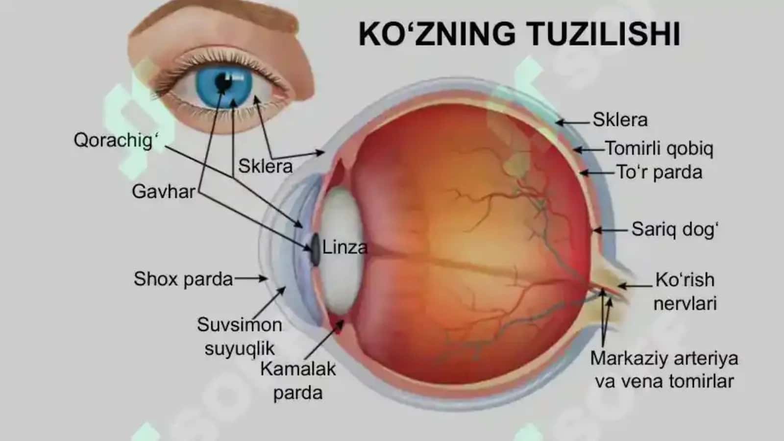 KOʻRUV ANALIZATORLARI 2
