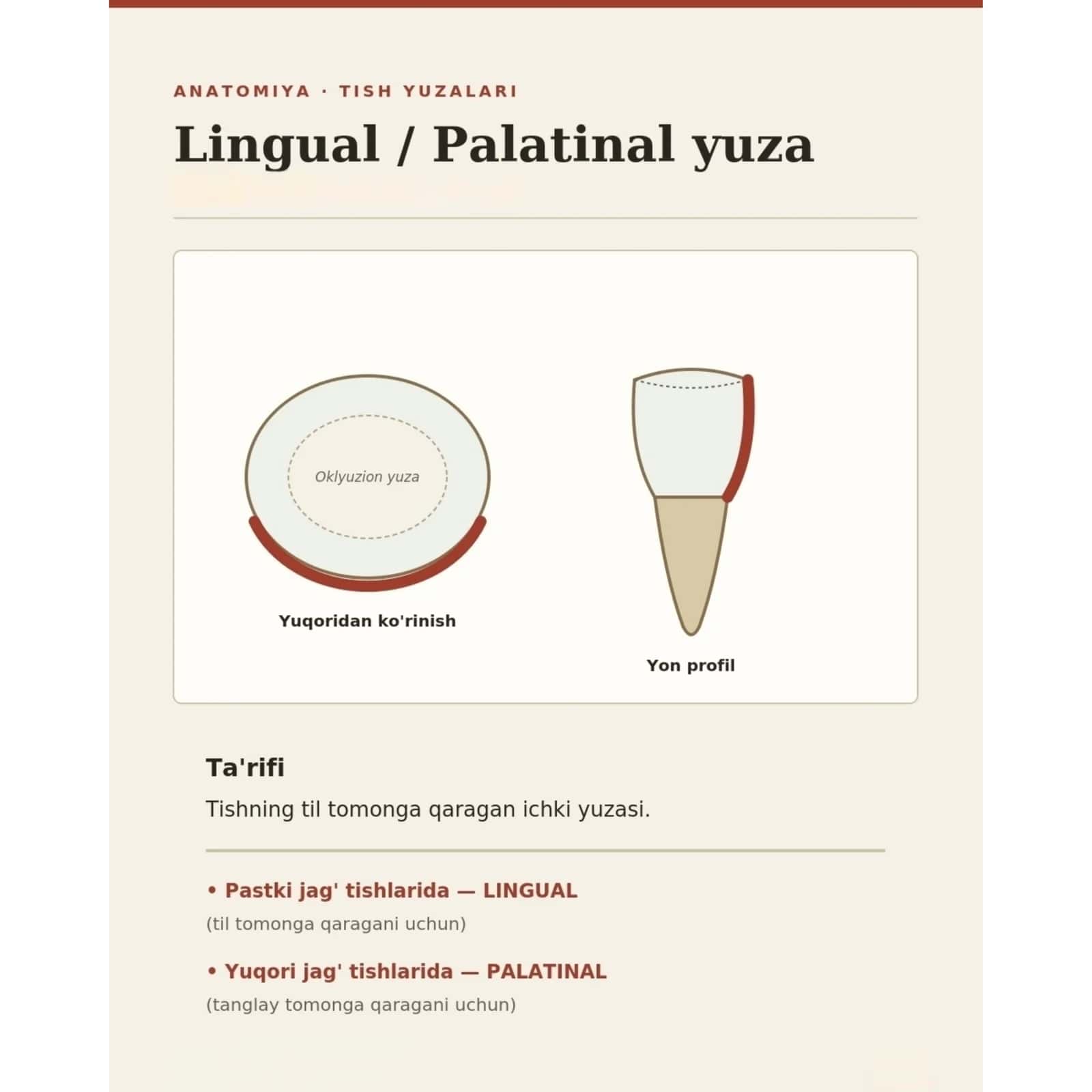 Tish yuzalari, tomonlari haqidagi taqdimot. 2