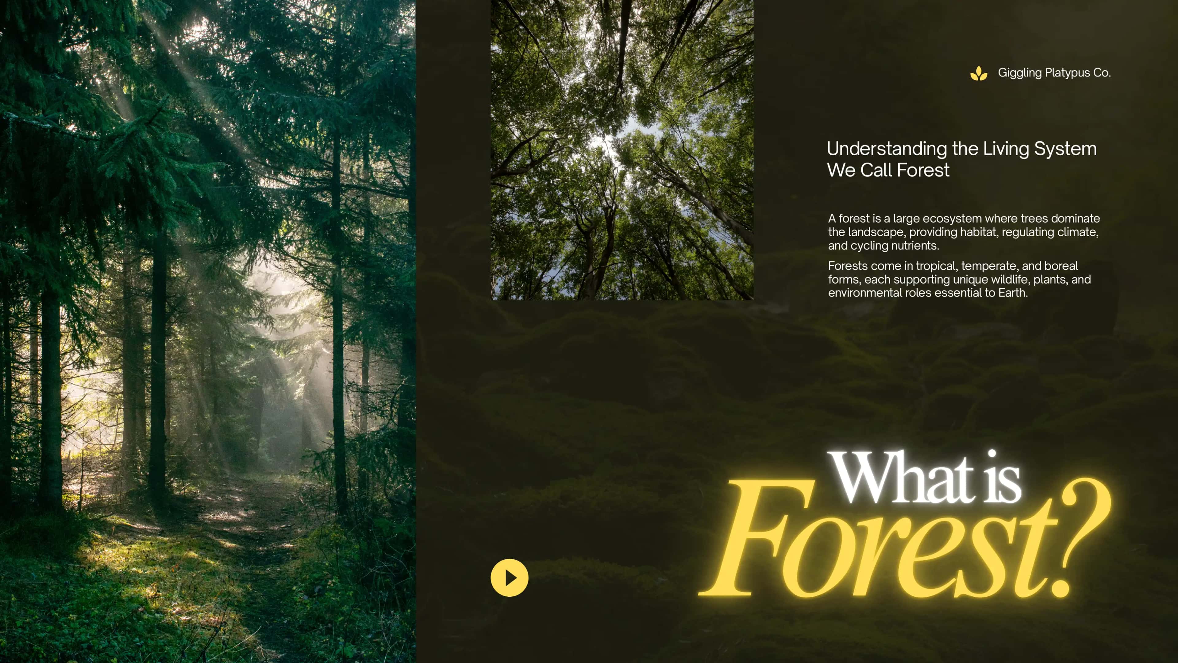 Understanding the Living System We Call Forest 2