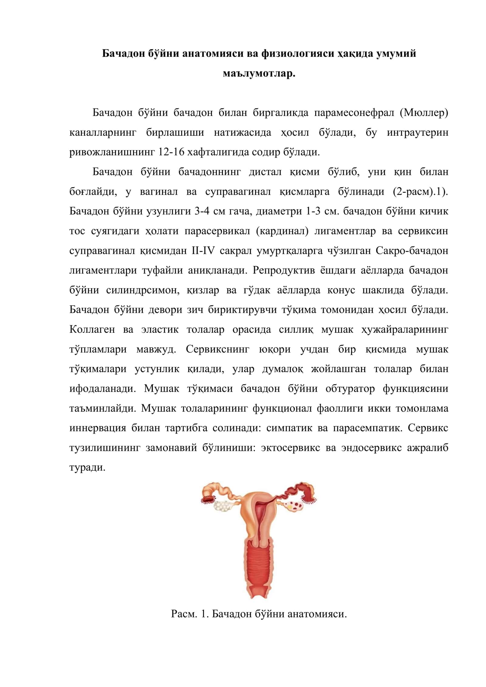 Бачадон бўйни анатомияси ва физиологияси 2