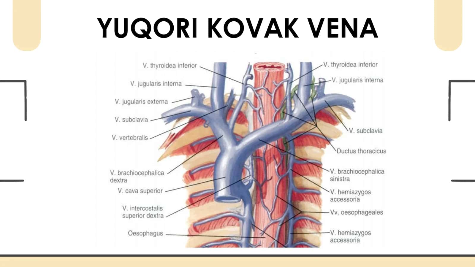 YUQORI KOVAK VENA V AZYGOS ET HEMIAZYGOS VENALARI INTERCOSTALES ANTERIOR ET POSTERIOR VV VERTEBRALES V.BRACHICEOHALICA DEXTRA ET SINISTRA V.SUBCLAVIA 2