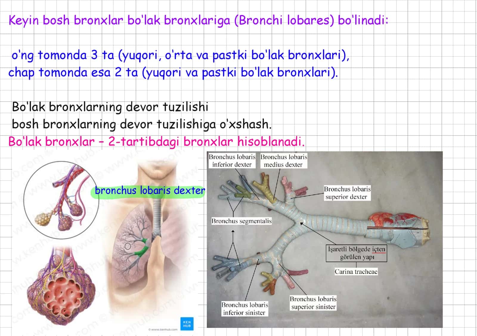 ronxlar, bronxiolalar to’liq. 2
