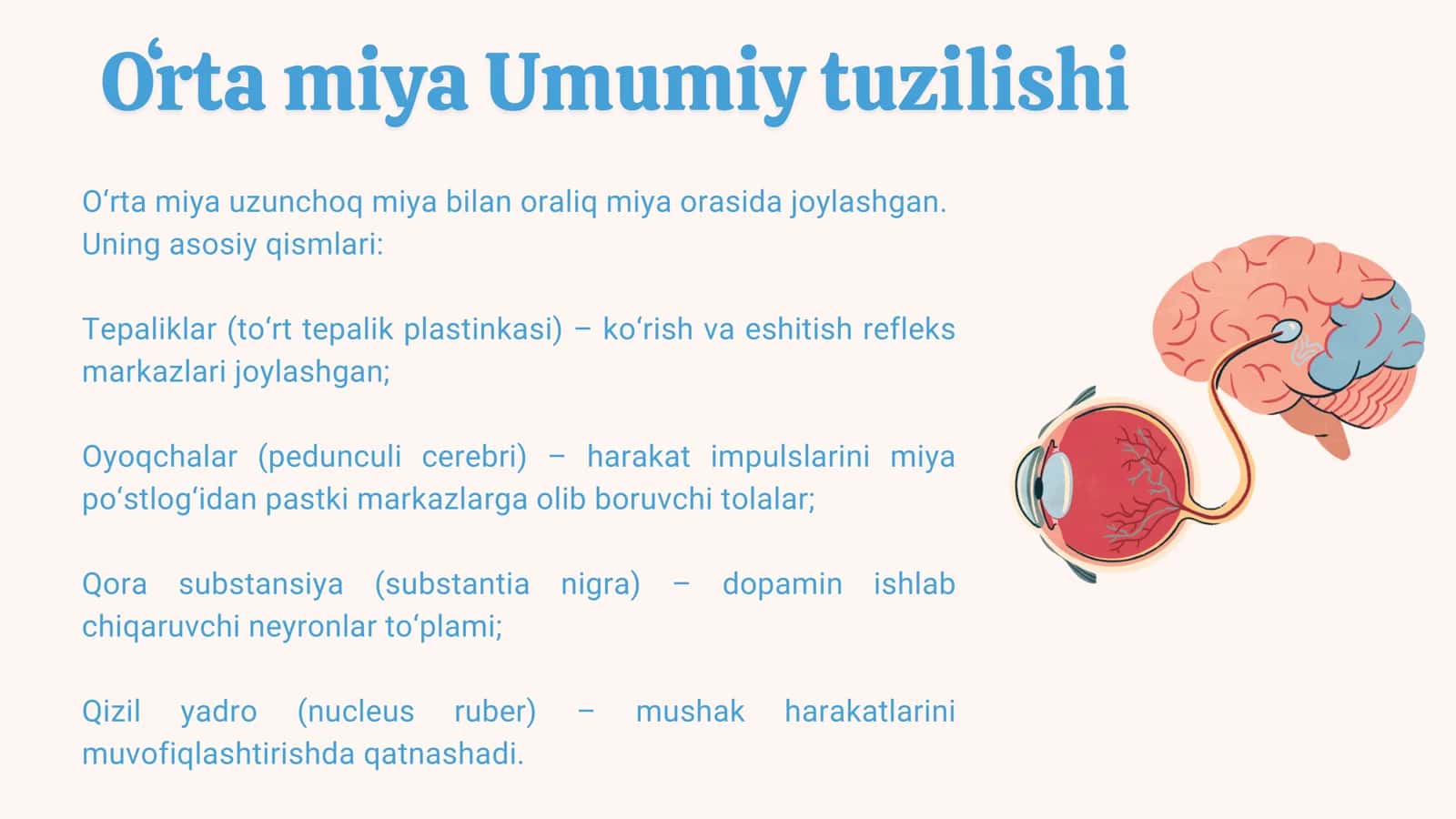 Oʻrta miya va oraliq miya fiziologiyasi 2