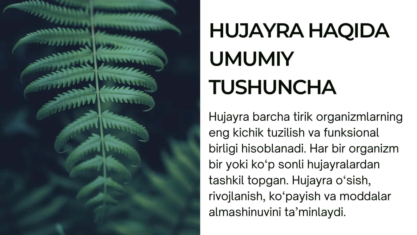 hujeyra 2
