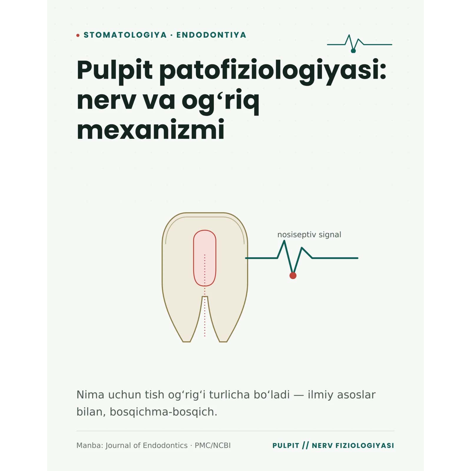 Pulpit nima va uning rivojlanishi, patalogiyasi. 2