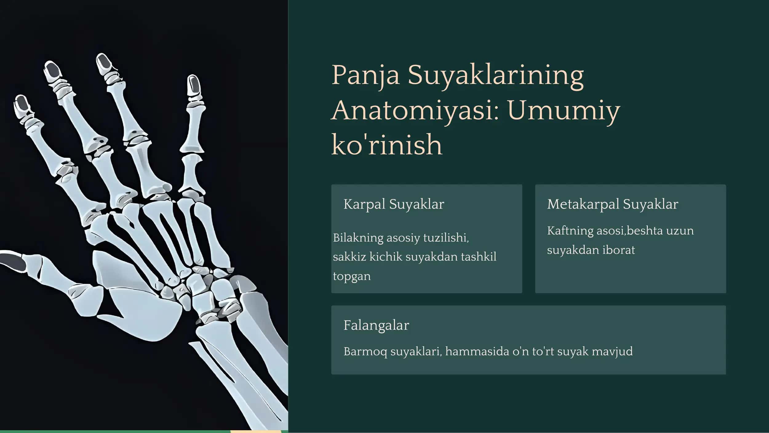 Panja Suyaklari 2