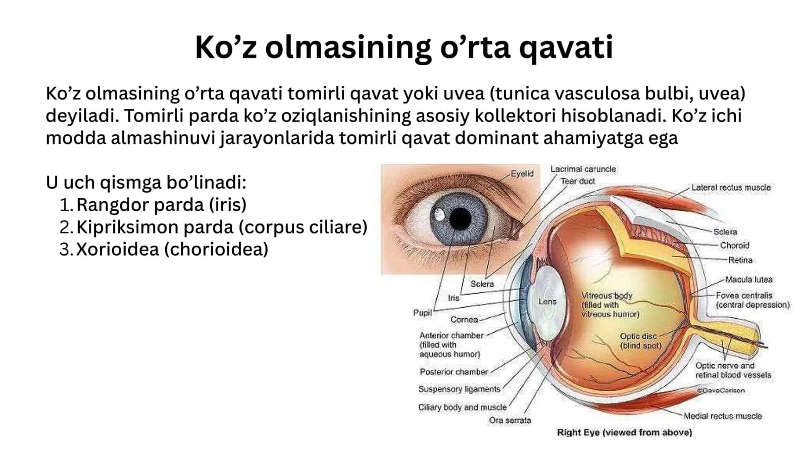 Tomirli parda 2