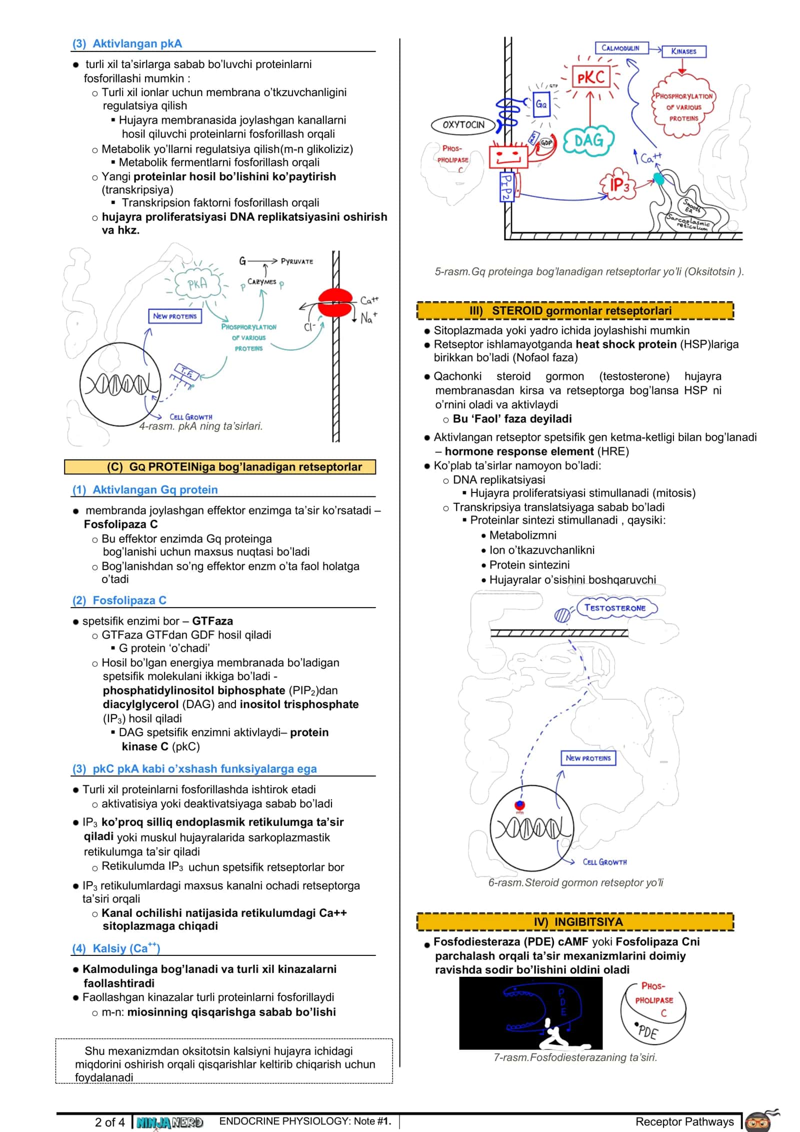 Retseptor yollari, gormonlar 2