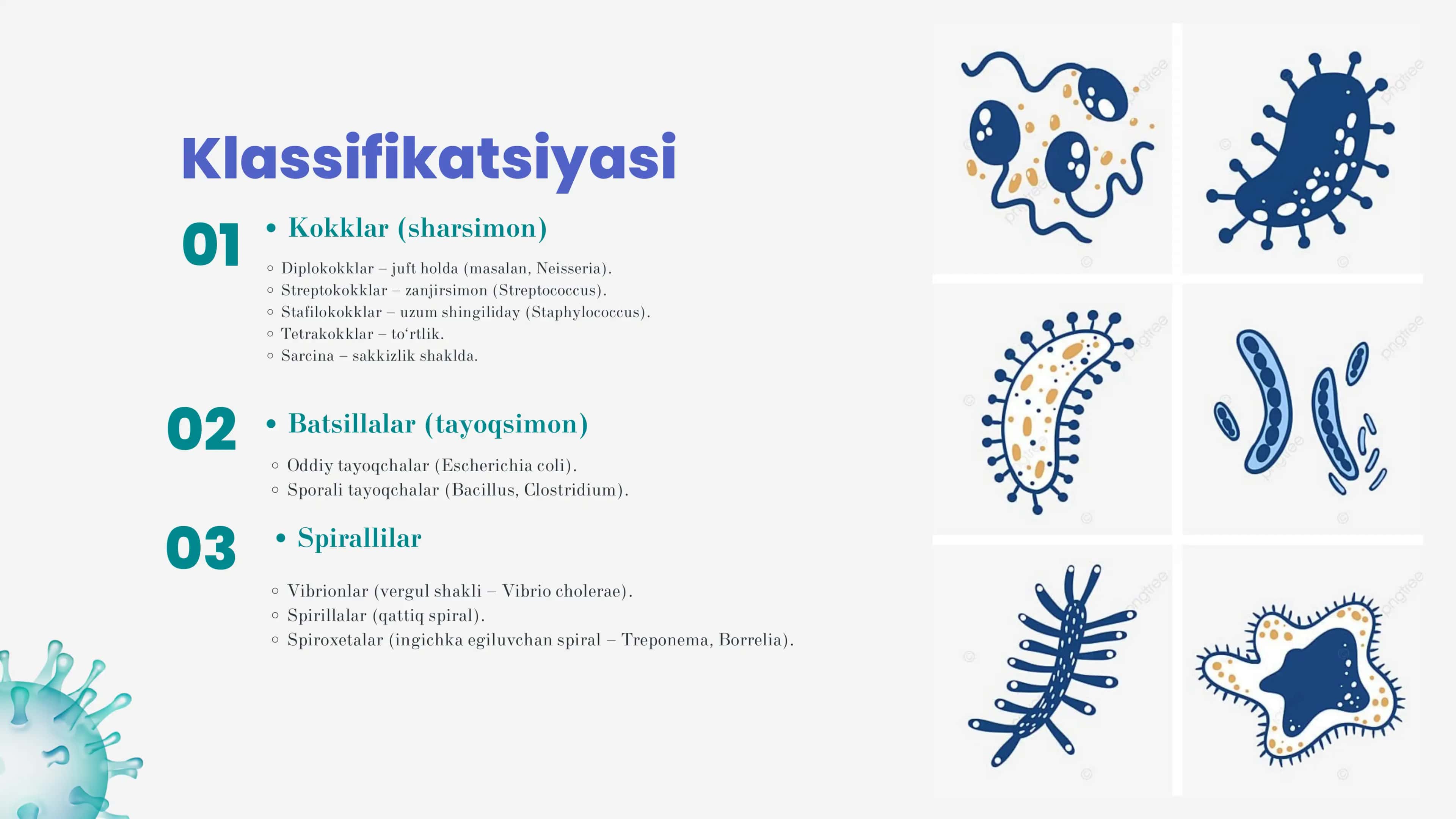 BAKTERIALARNI KLASSIFIKATSIYASI 2
