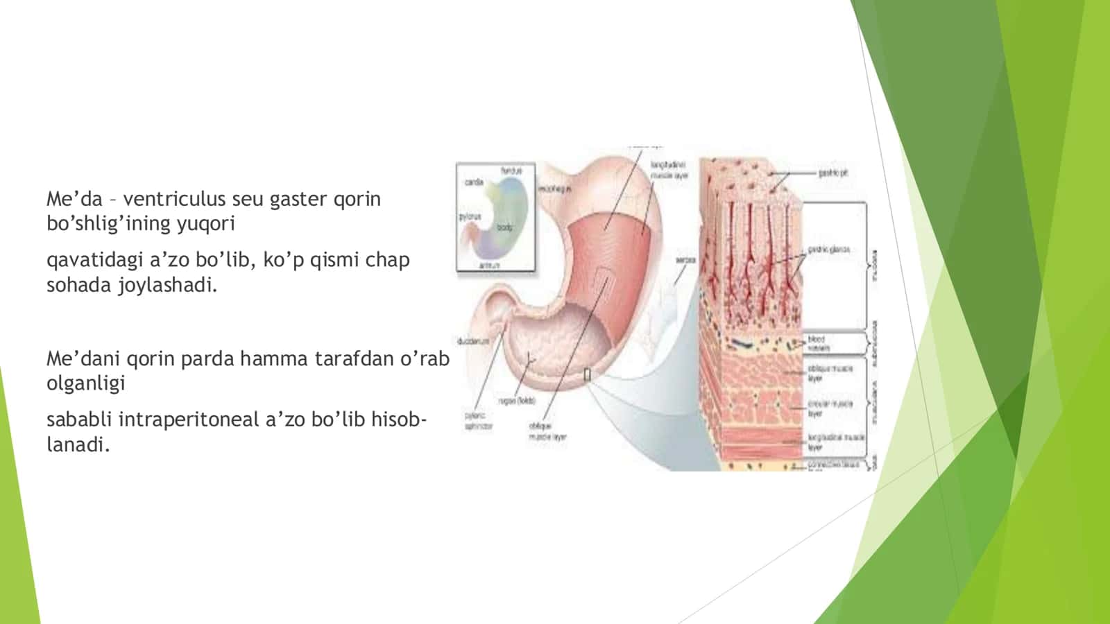 Me’da – ventriculus seu gaster 2