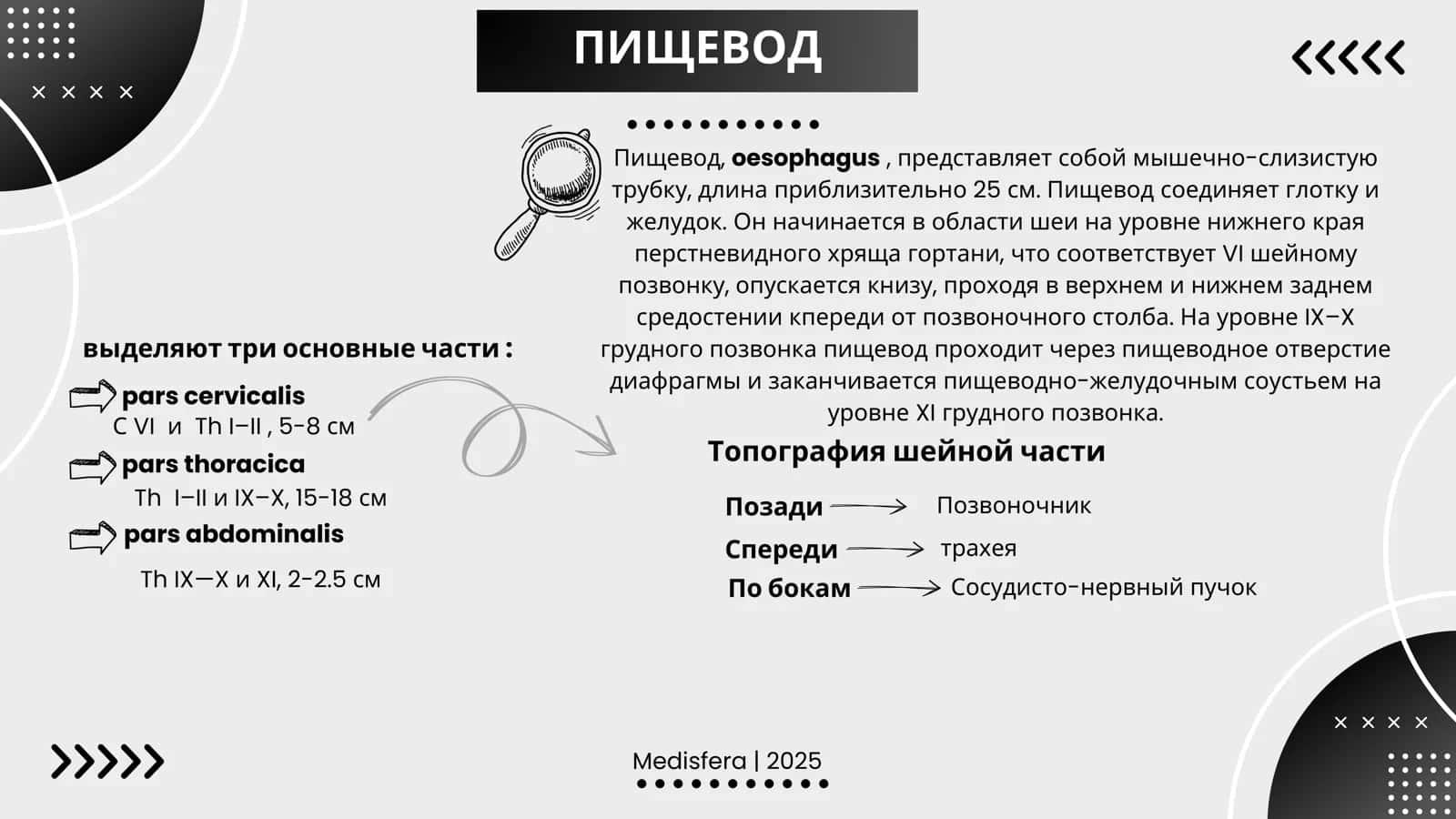 ПИЩЕВОД 2