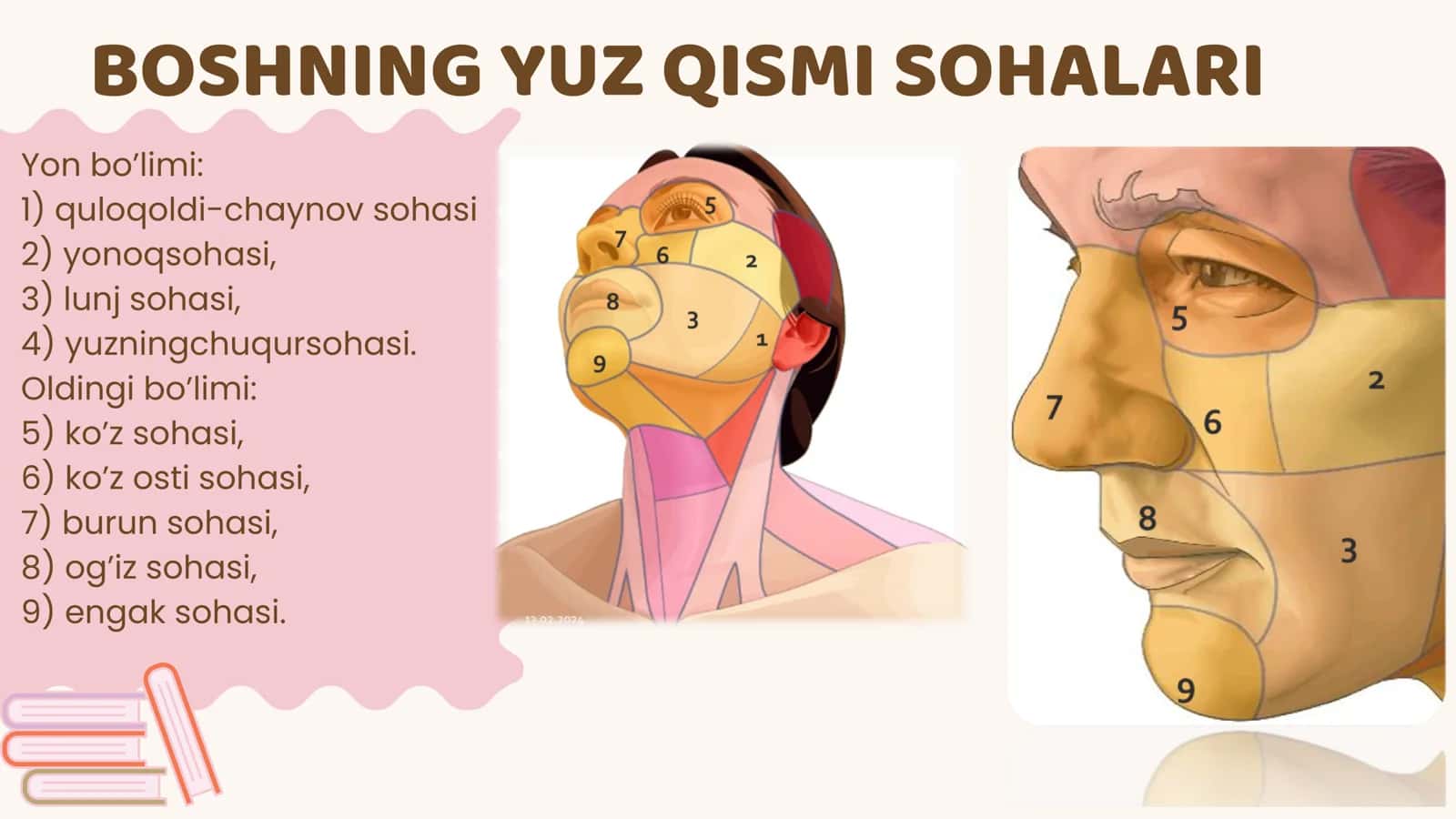 BOSHNING YUZ QISMI KLINIK ANATOMIYASI 2