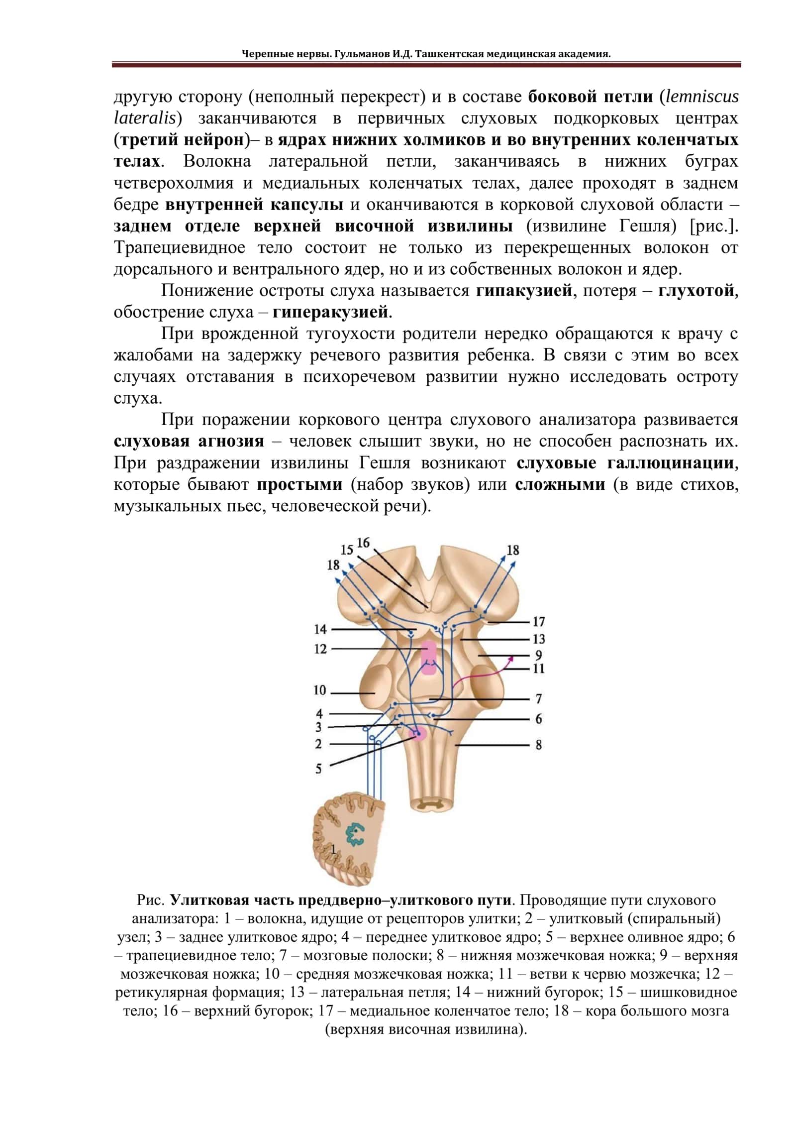 Преддверно-улитковый нерв 2