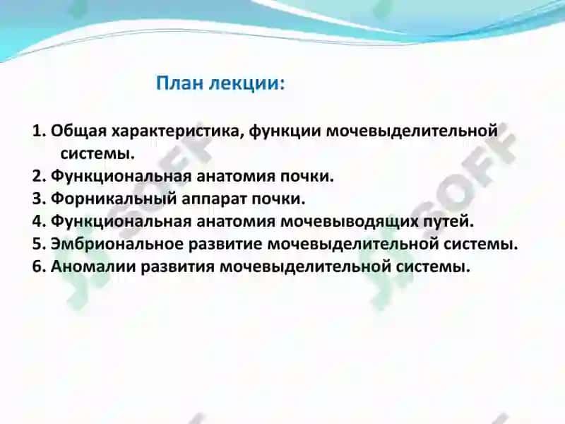 Функциональная анатомия мочевыделительной системы 2