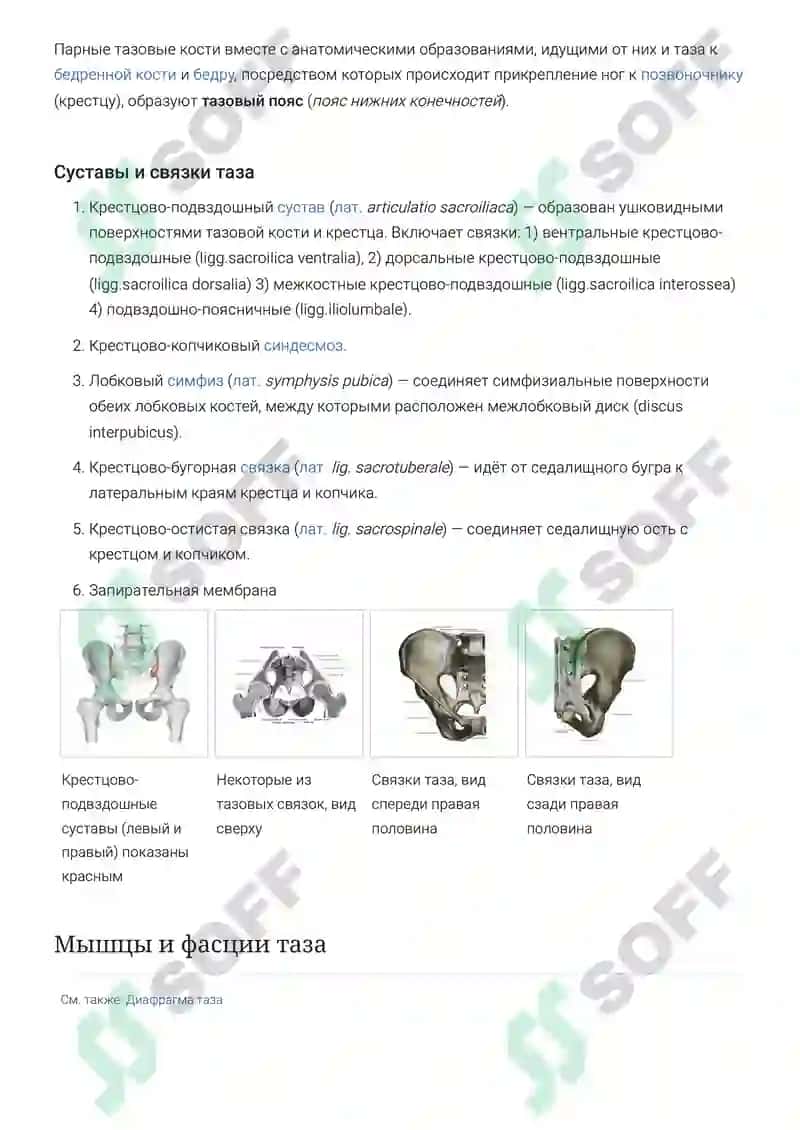 Таз (анатомия) 2