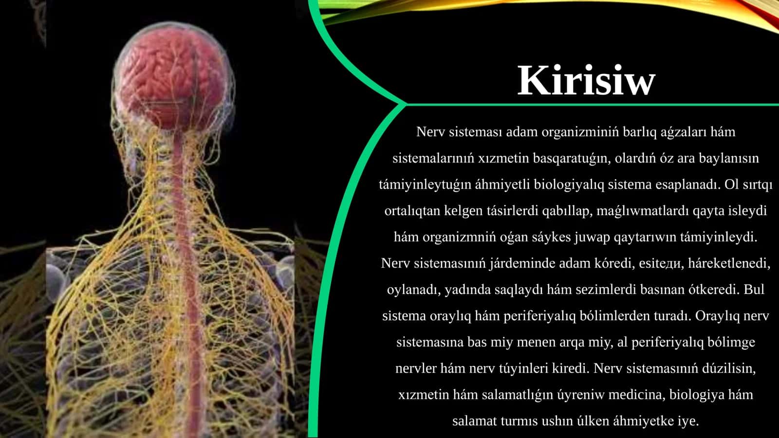 Nerv sisteması 2