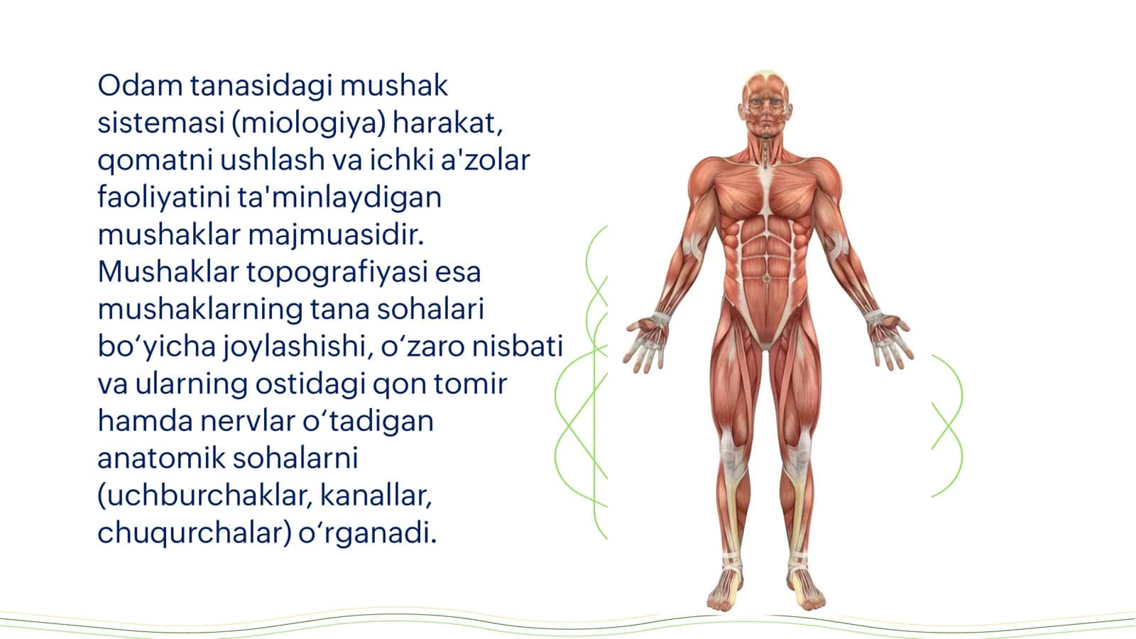 Mushak sistemasi va ularning topografiyasi 2