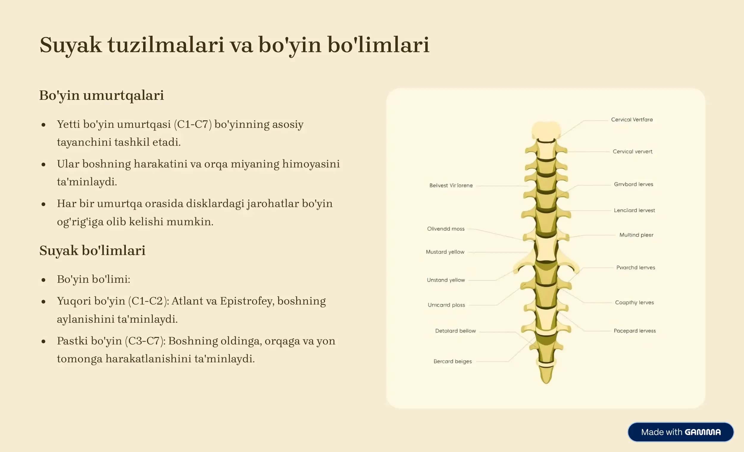 Bolalarda va kattalarda bo'yin a'zolarining klinik anatomiyasi 3