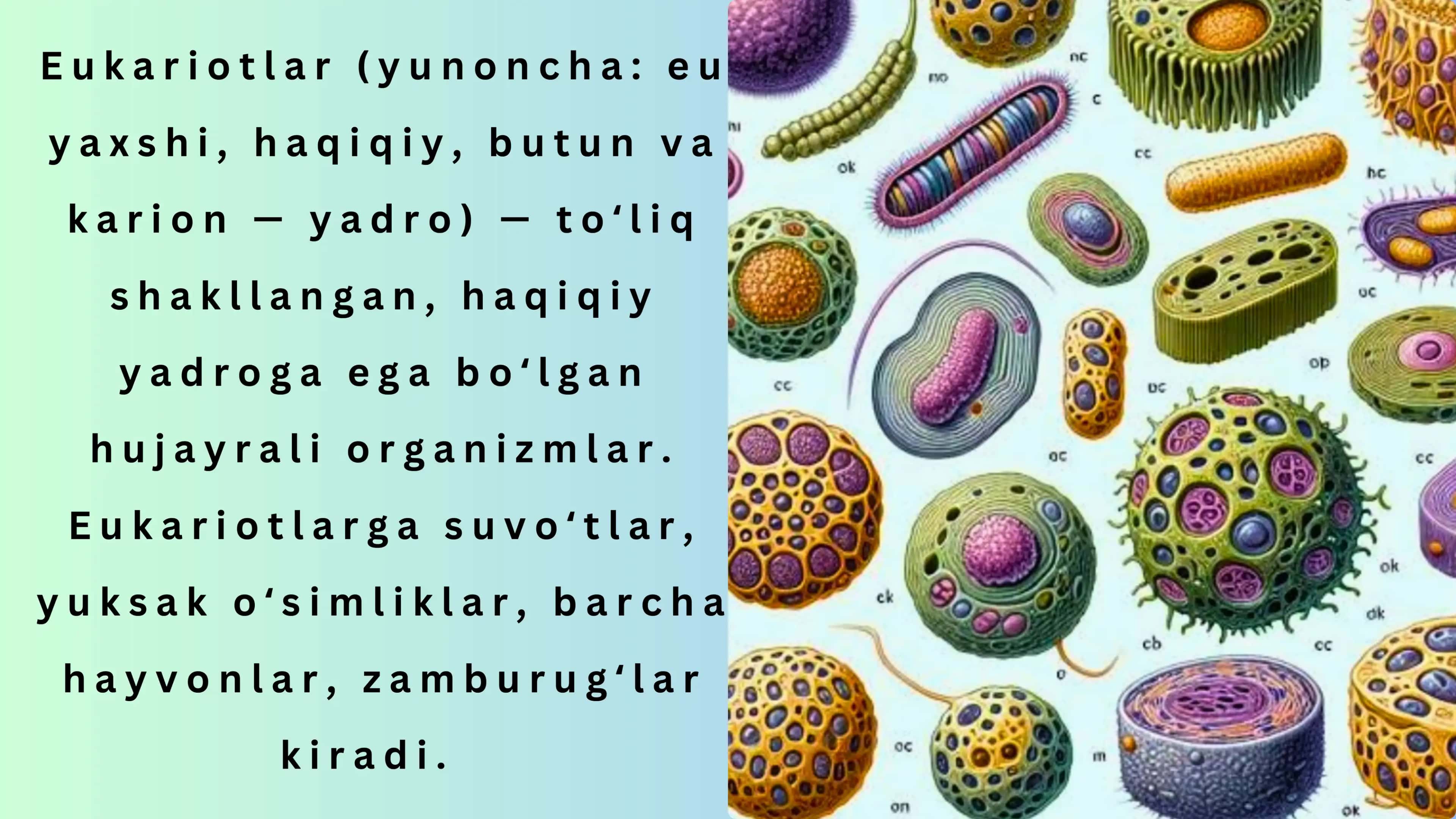 eukariot hujayralar 3