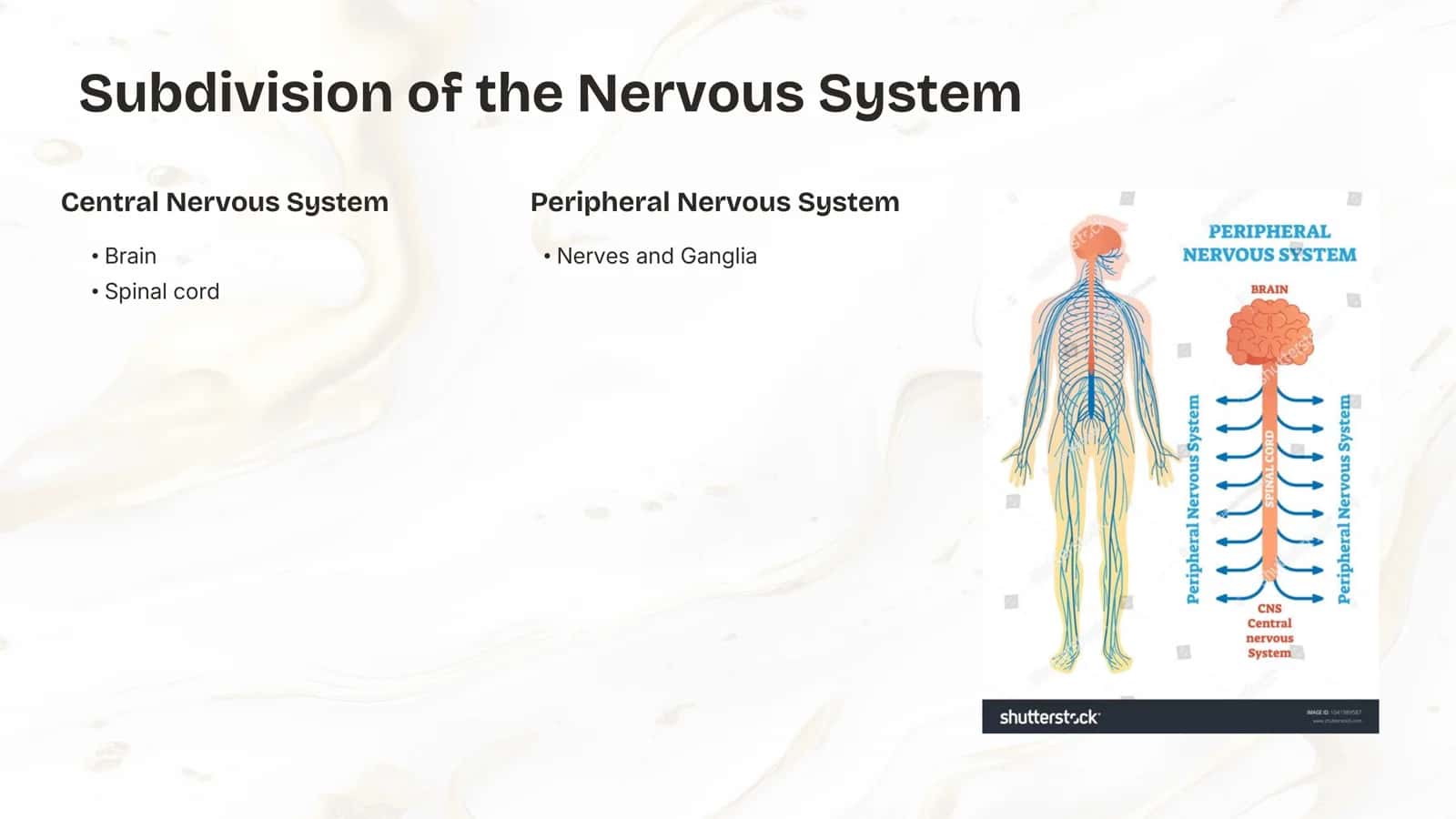 The Nervous System 3