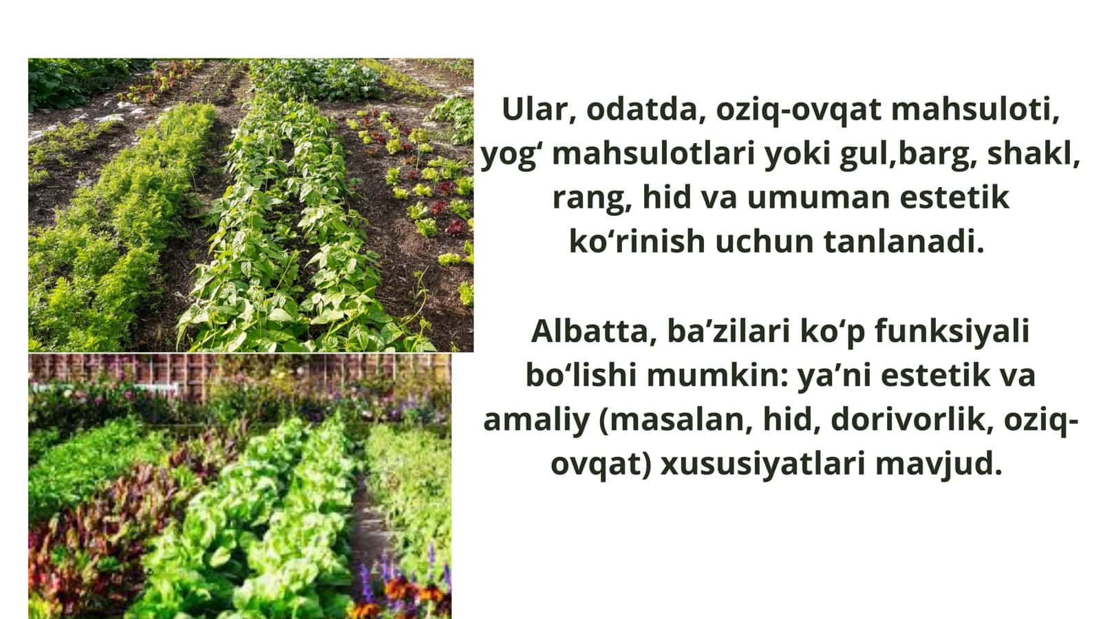 Madaniy o‘simliklarni yetishtirishni bir biridan qiyoslash 3